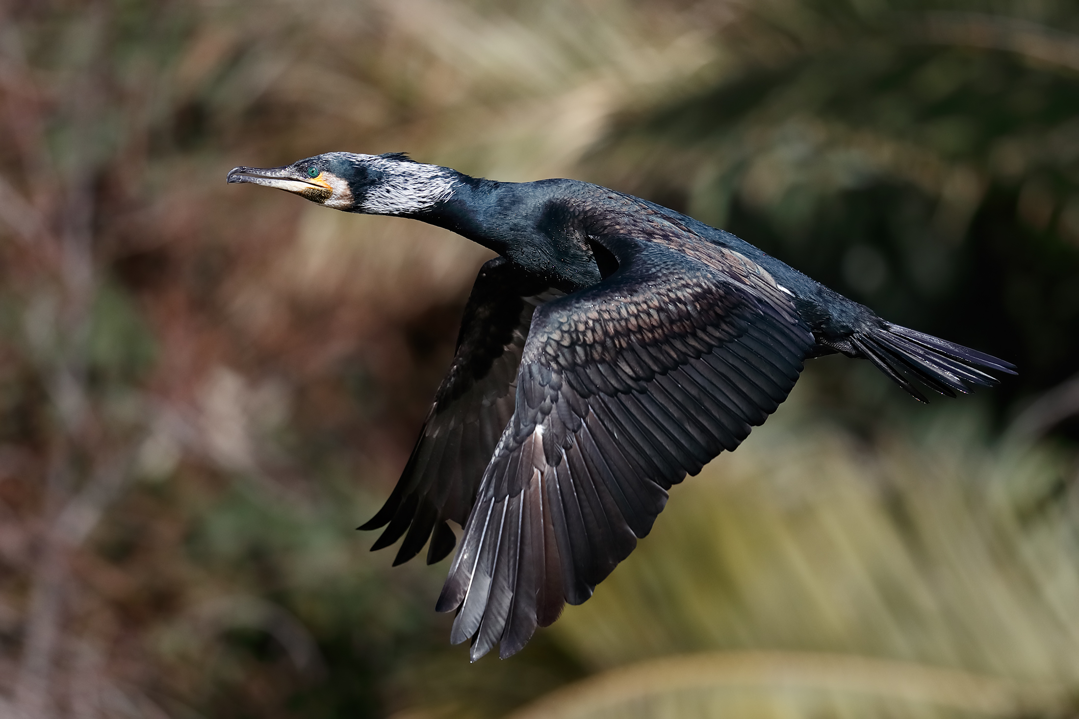 Cormorant