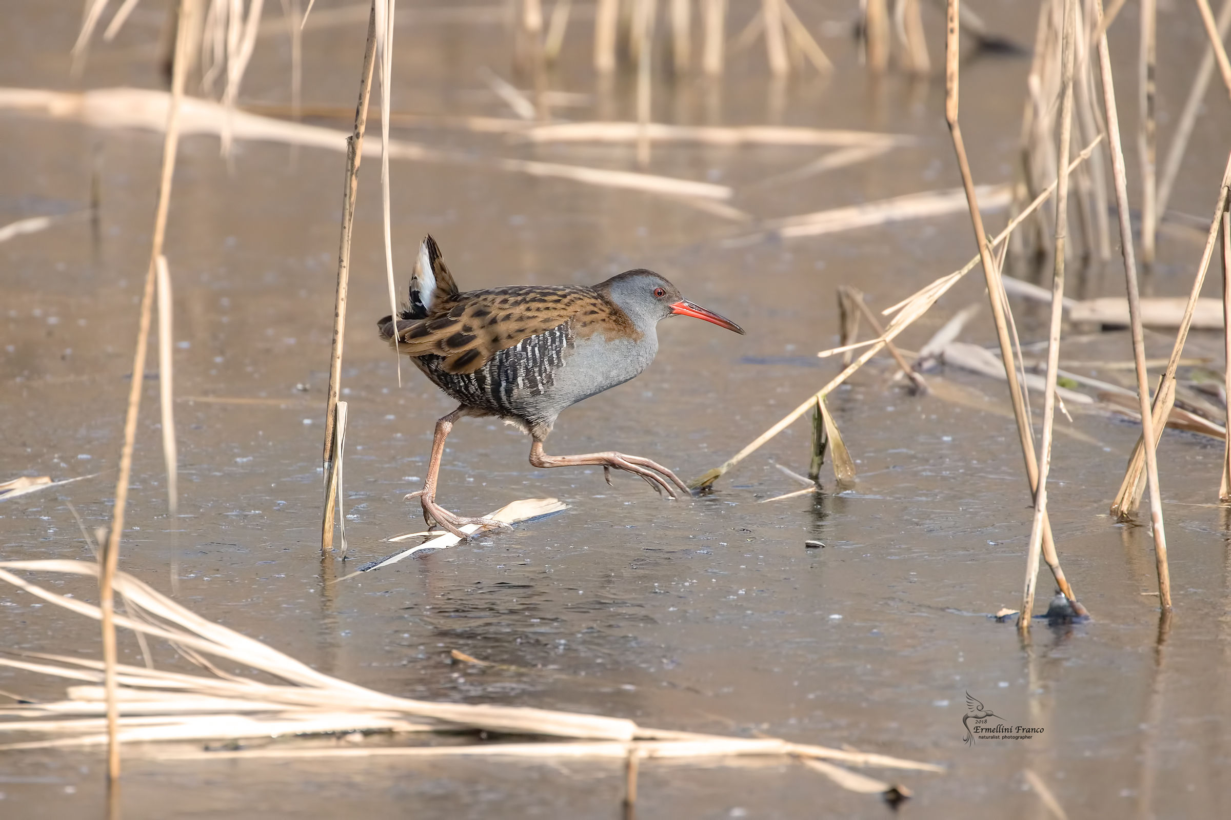 Water Rail