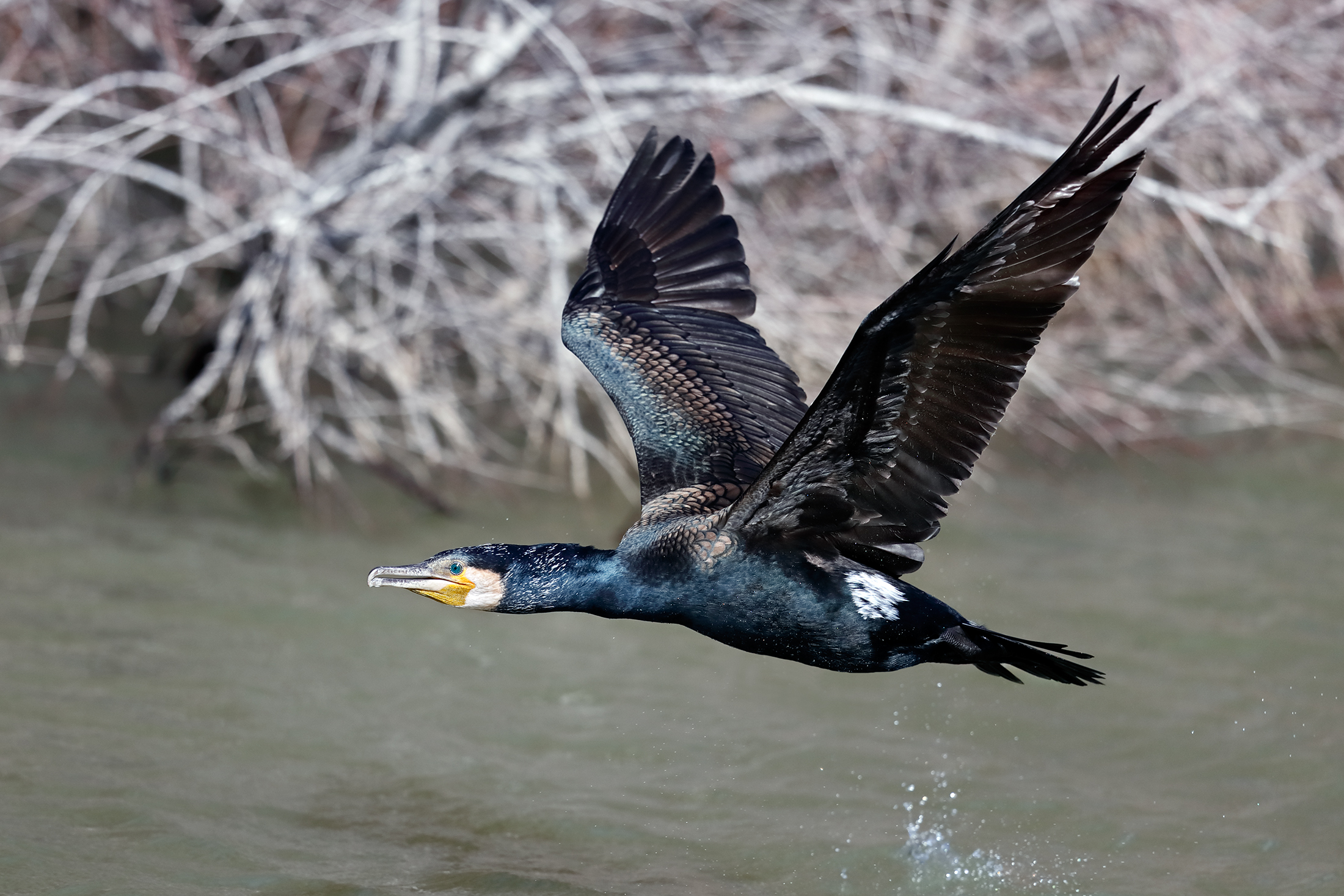 Cormorant