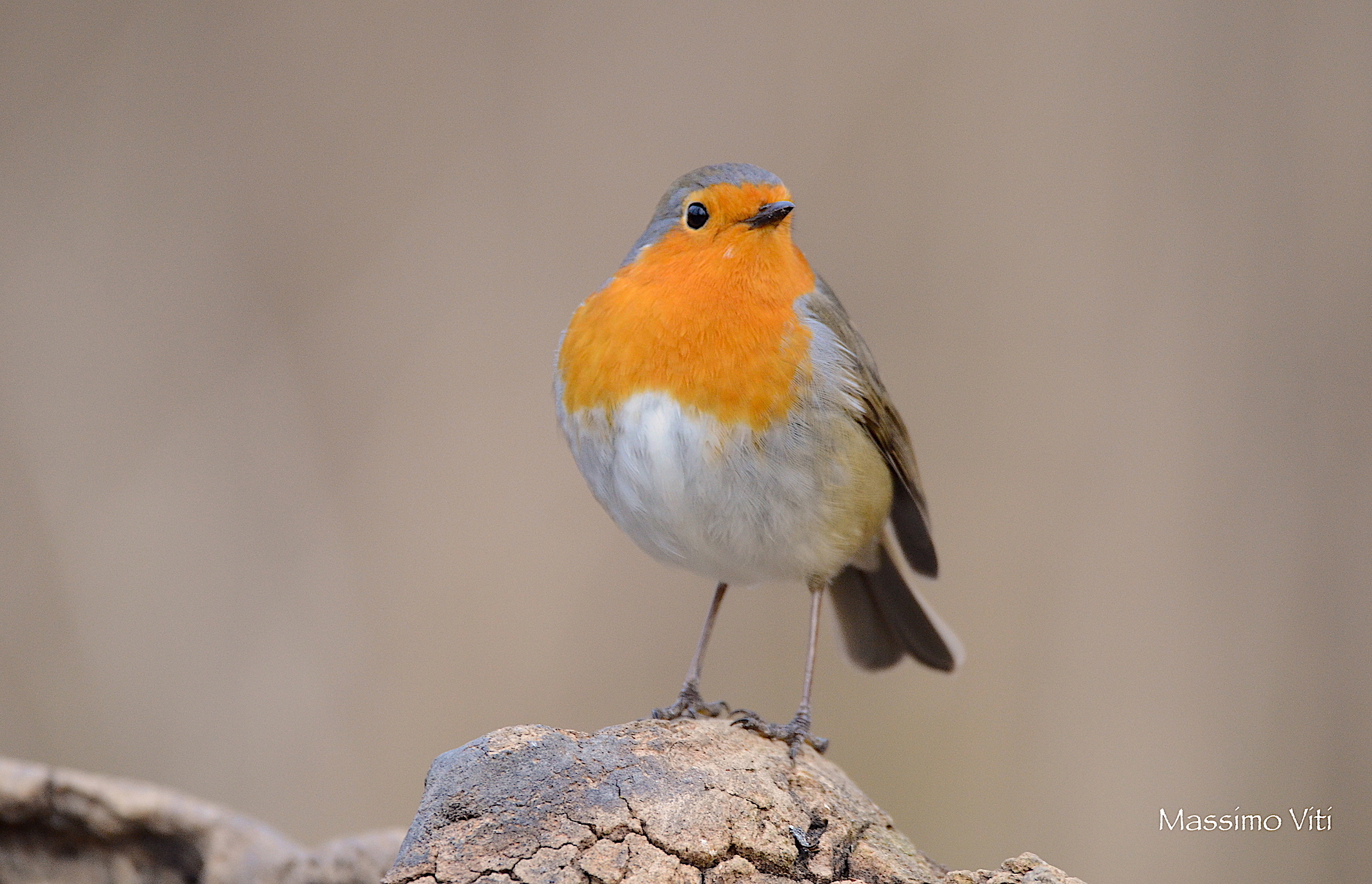 Pettirosso ( Erithacus rubecula )