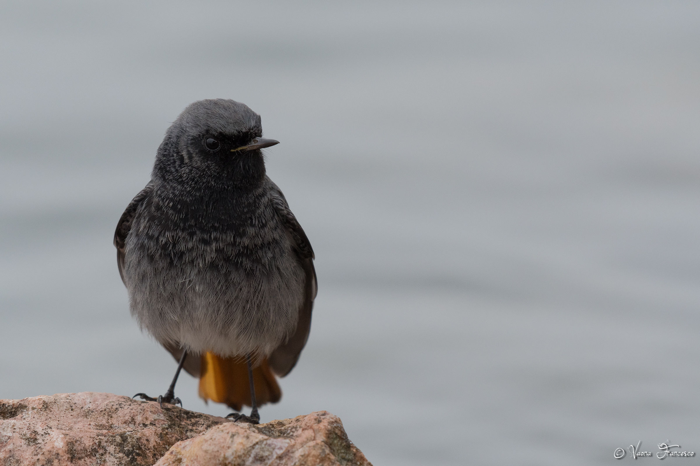Codirosso spazzacamino