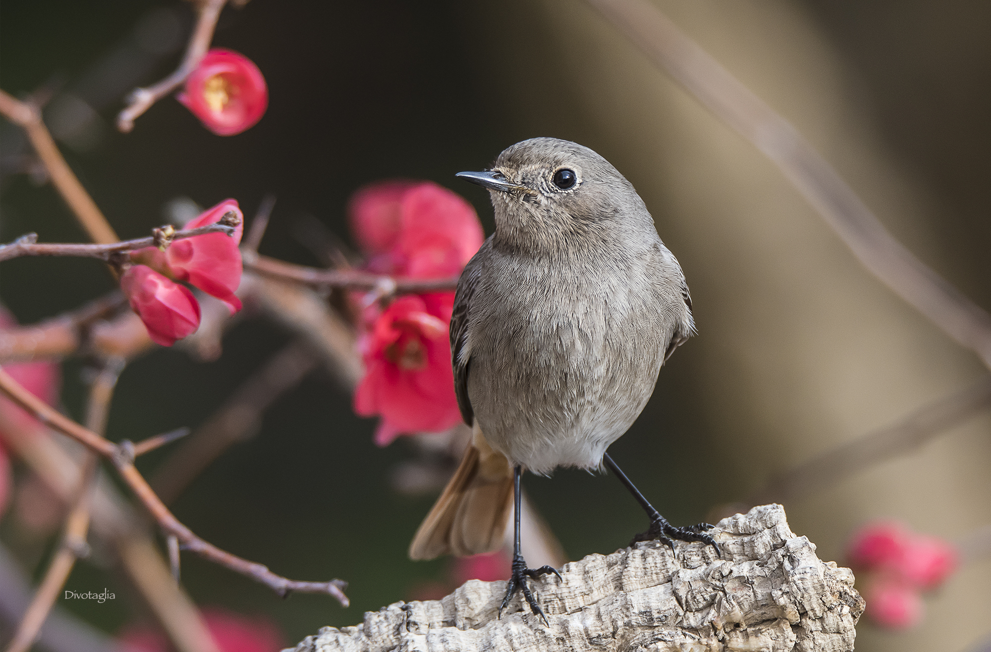 Femmina di codirosso spazzacamino