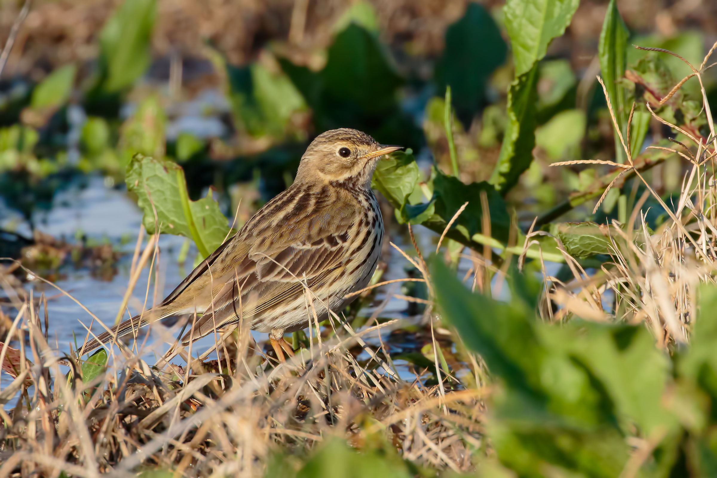 Pipit