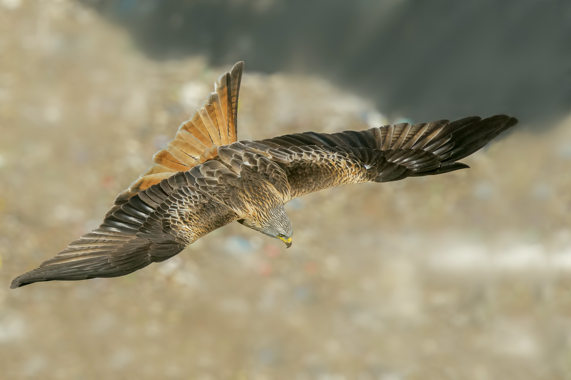 Red kite (Milvus milvus)