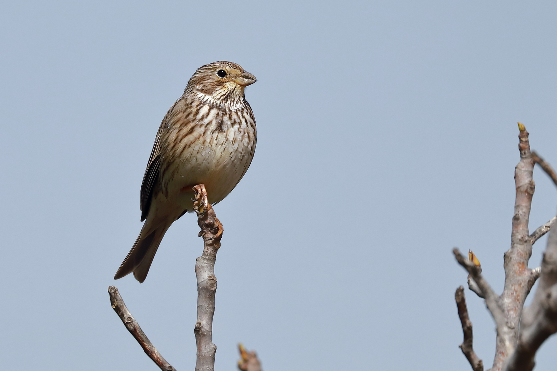 Corn bunting