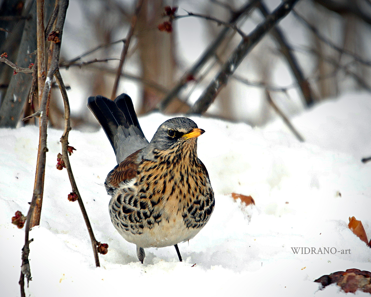 drozd bravenjak (turdus pilaris) il 03/03/2018 croazia