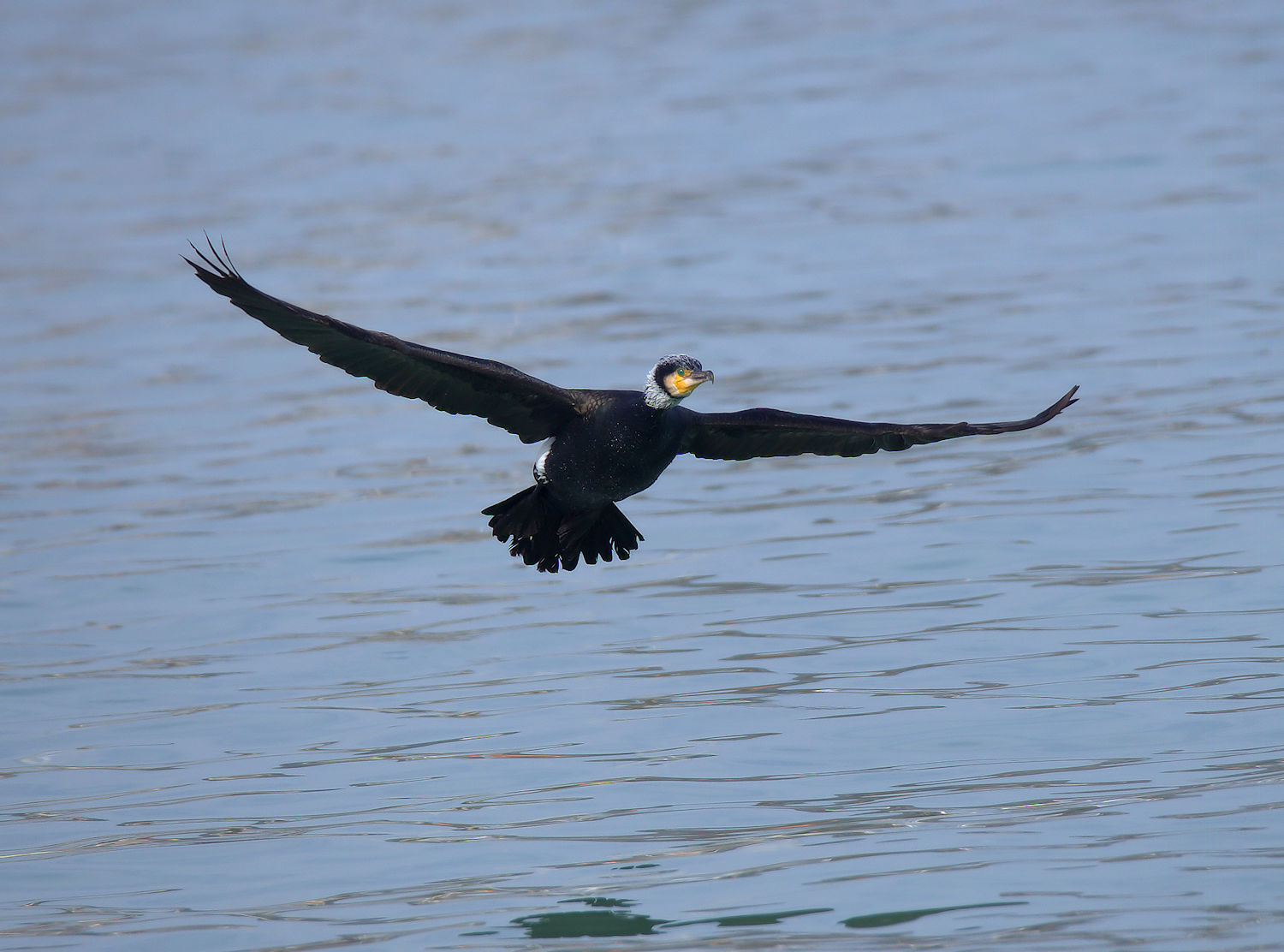 Cormorant