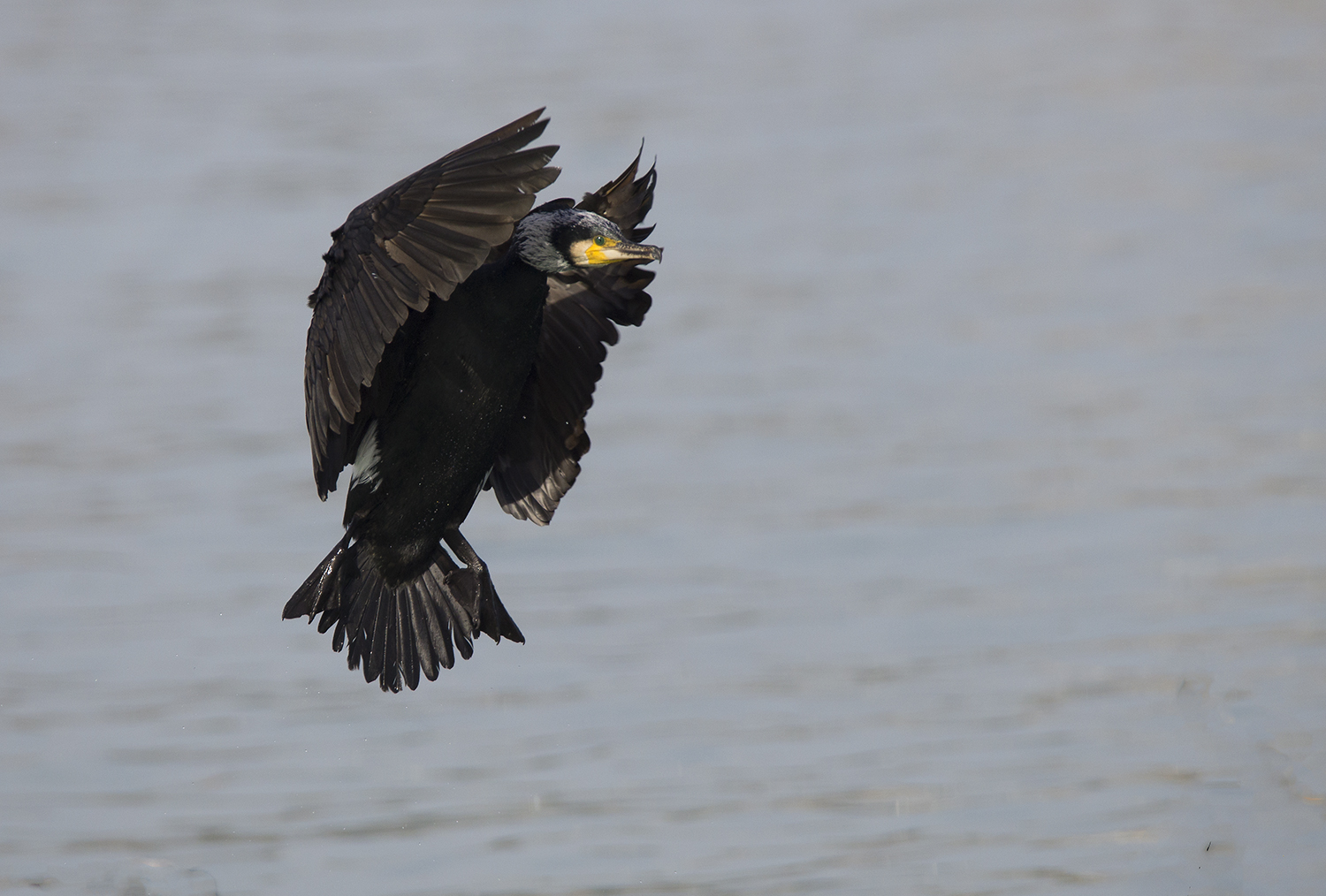 Cormorant