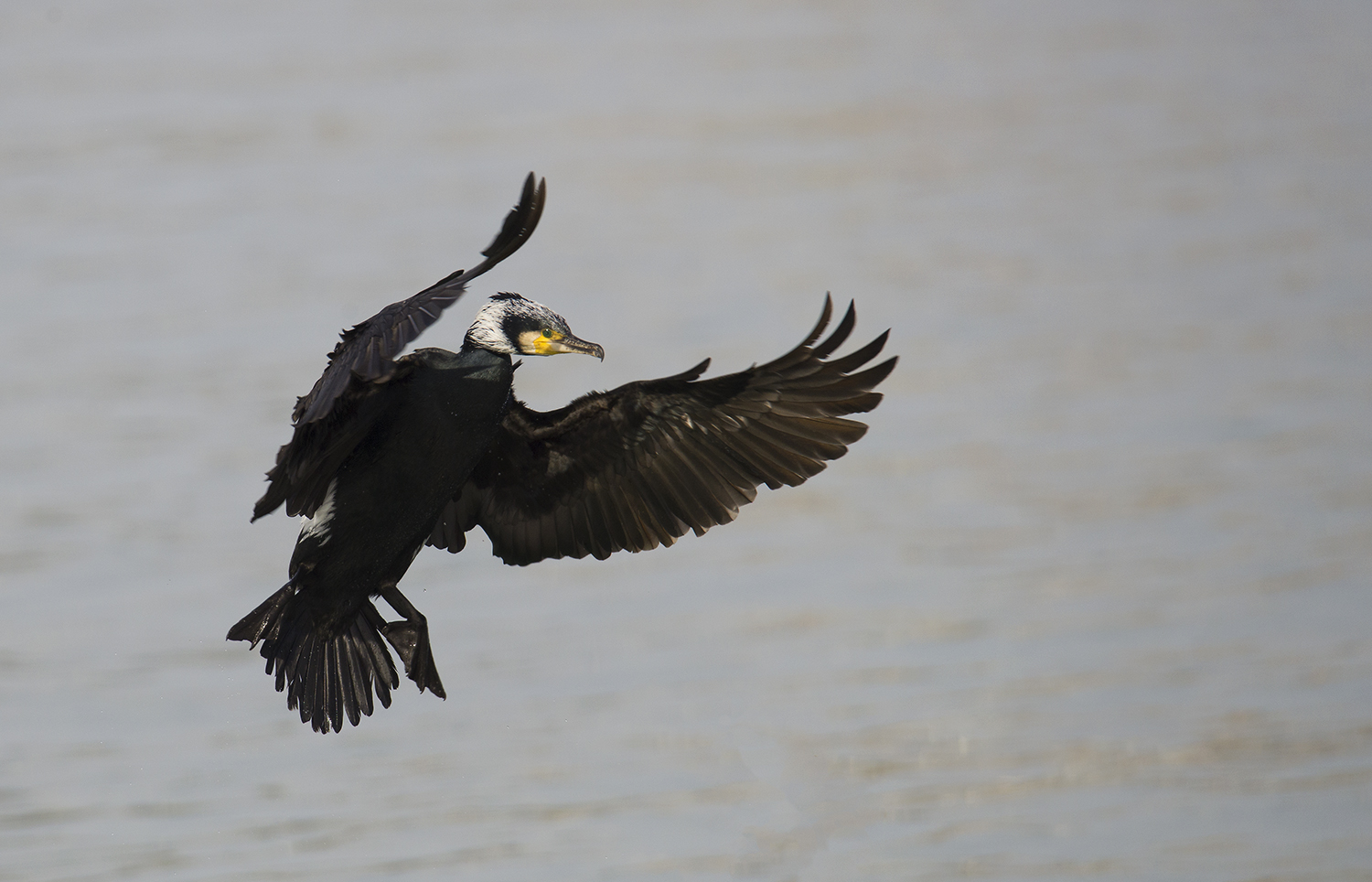 Cormorant
