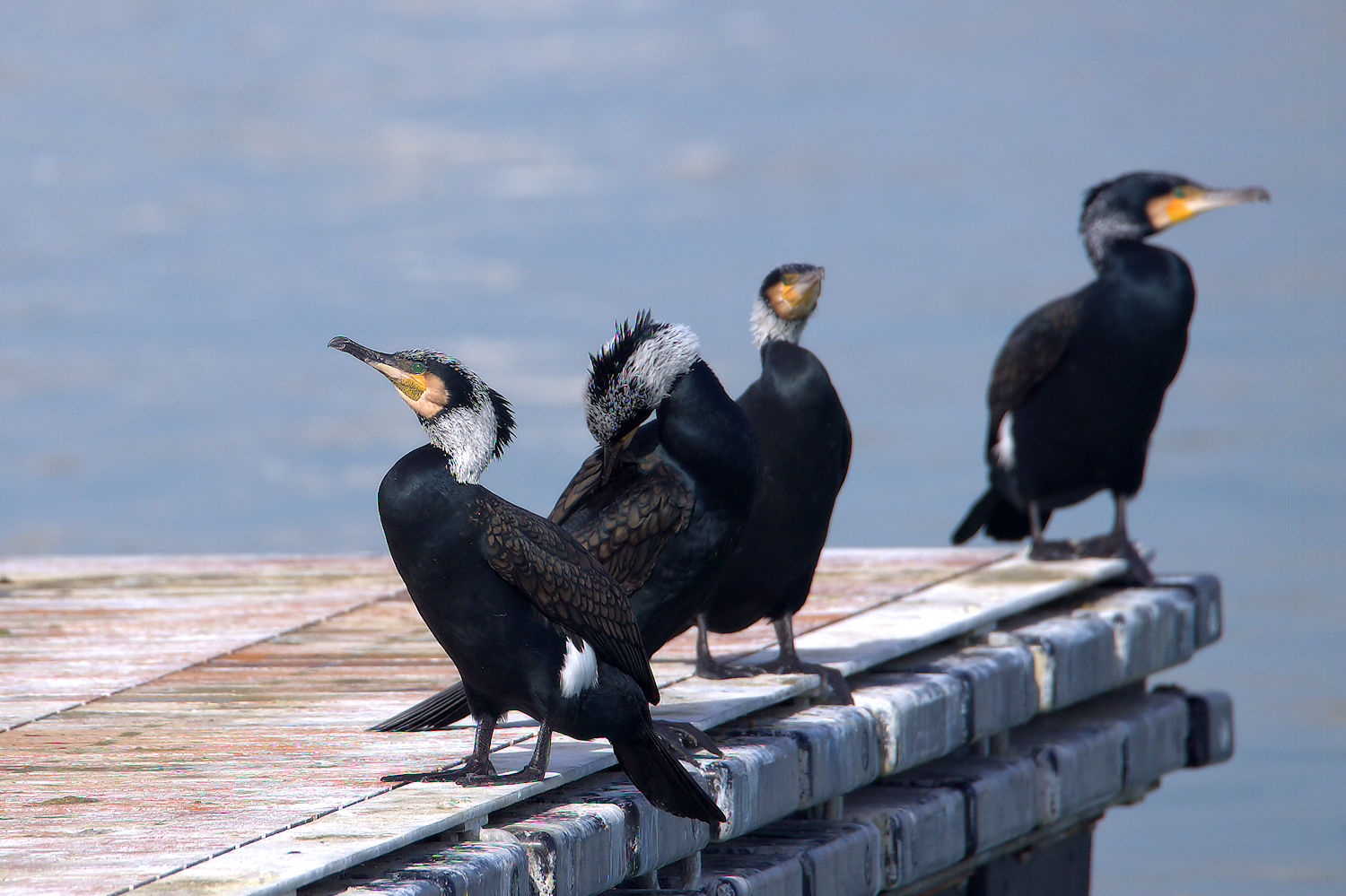 Cormorant