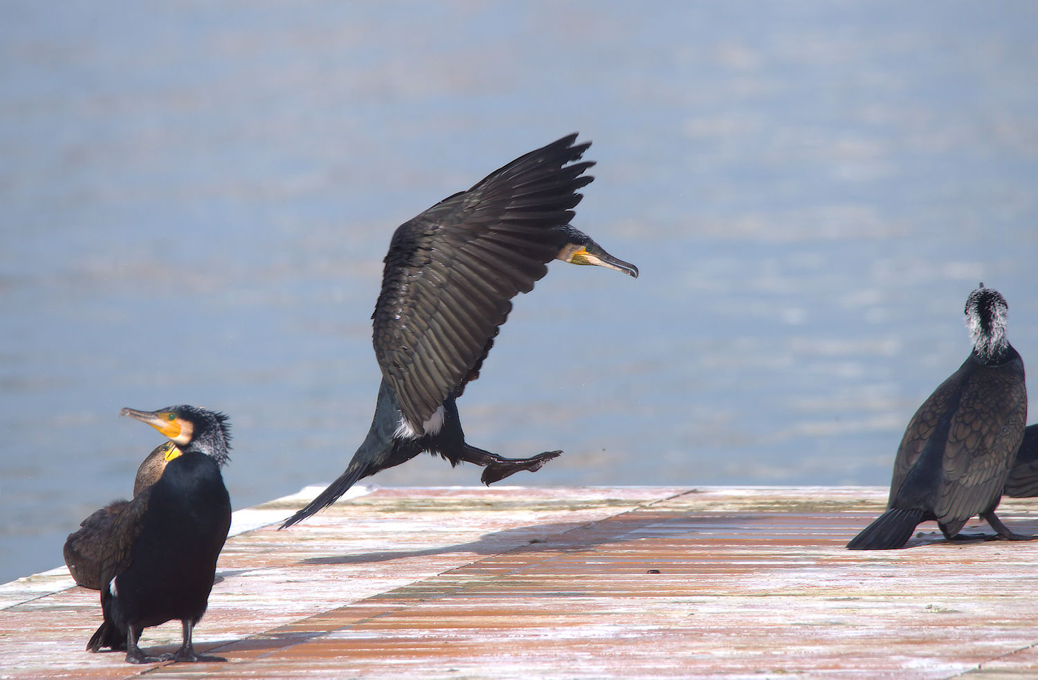 Cormorant