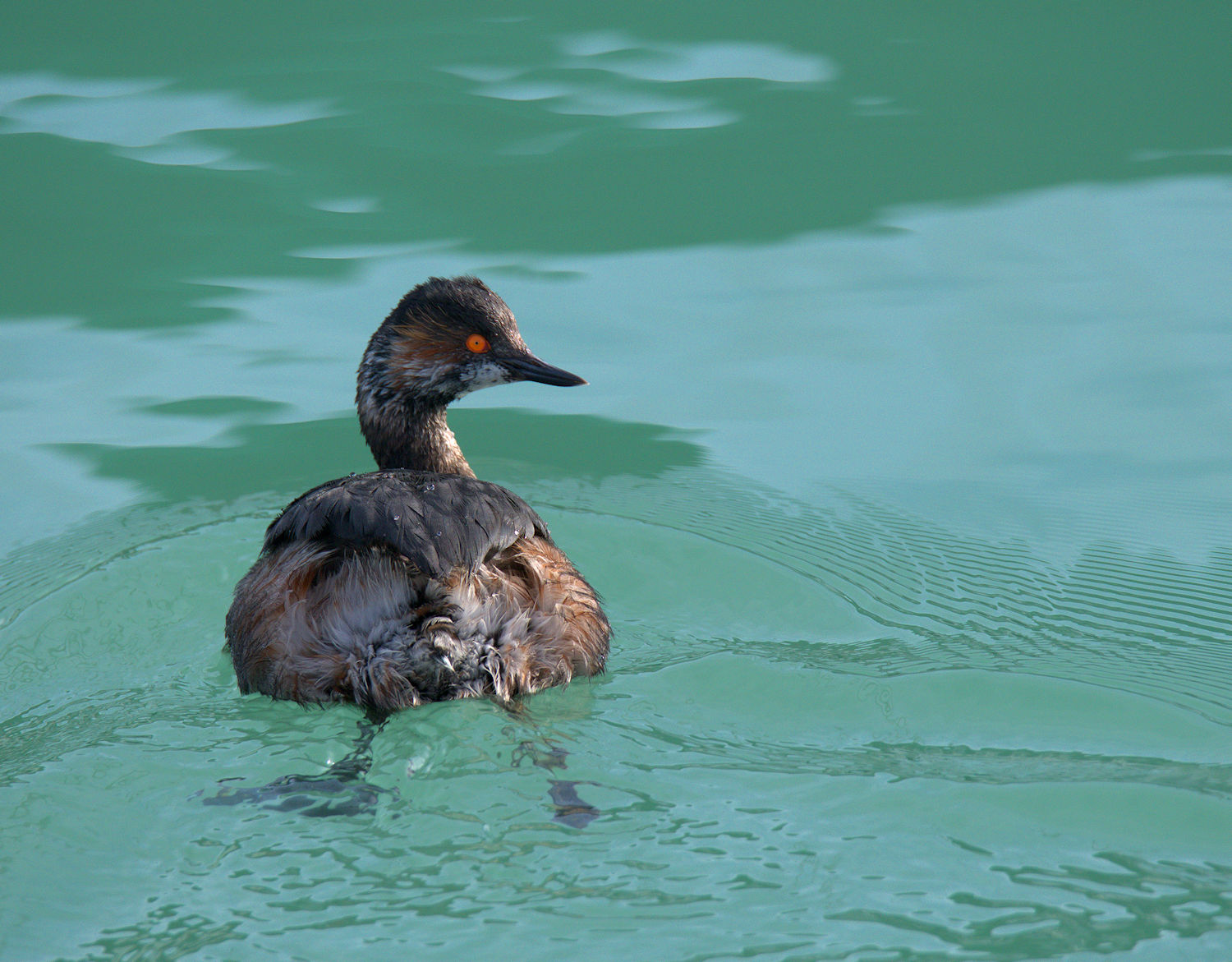 Small grebe