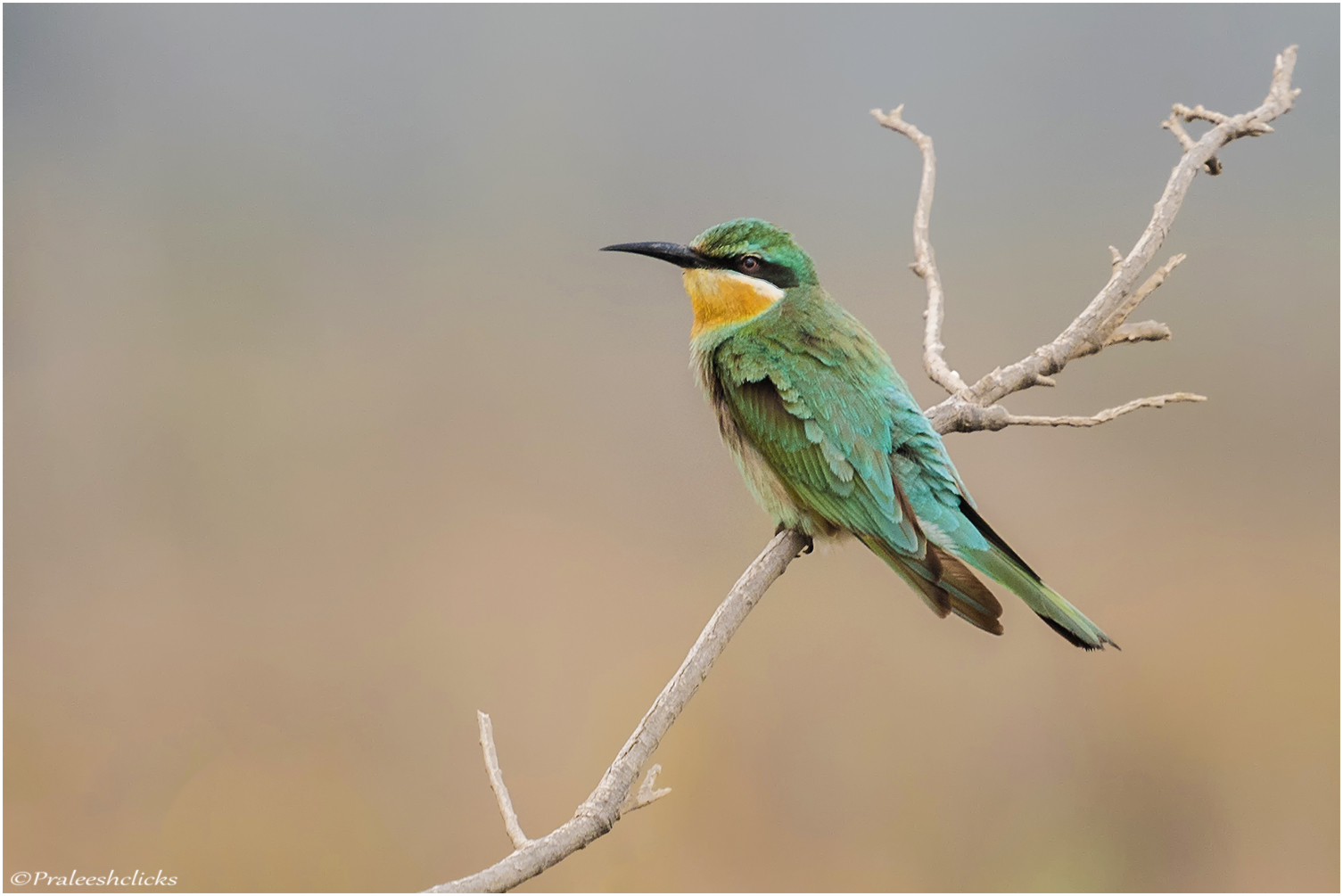 Blue-cheeked Bee-eater