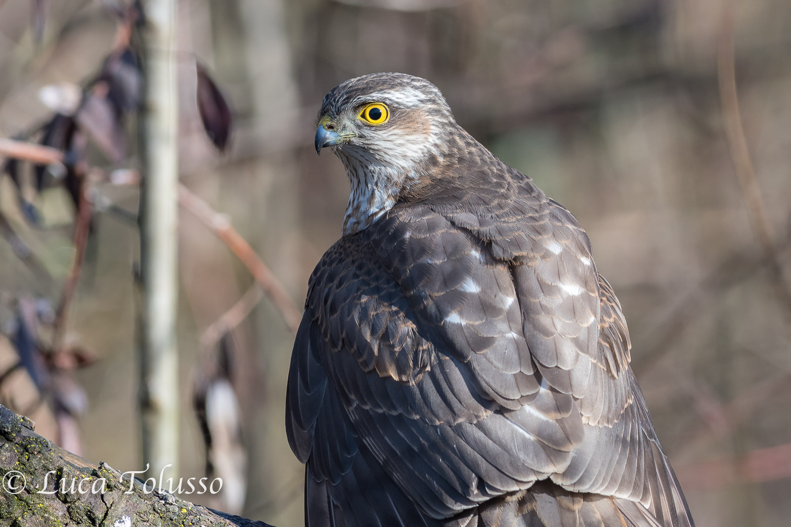 l'occhio dello sparviere