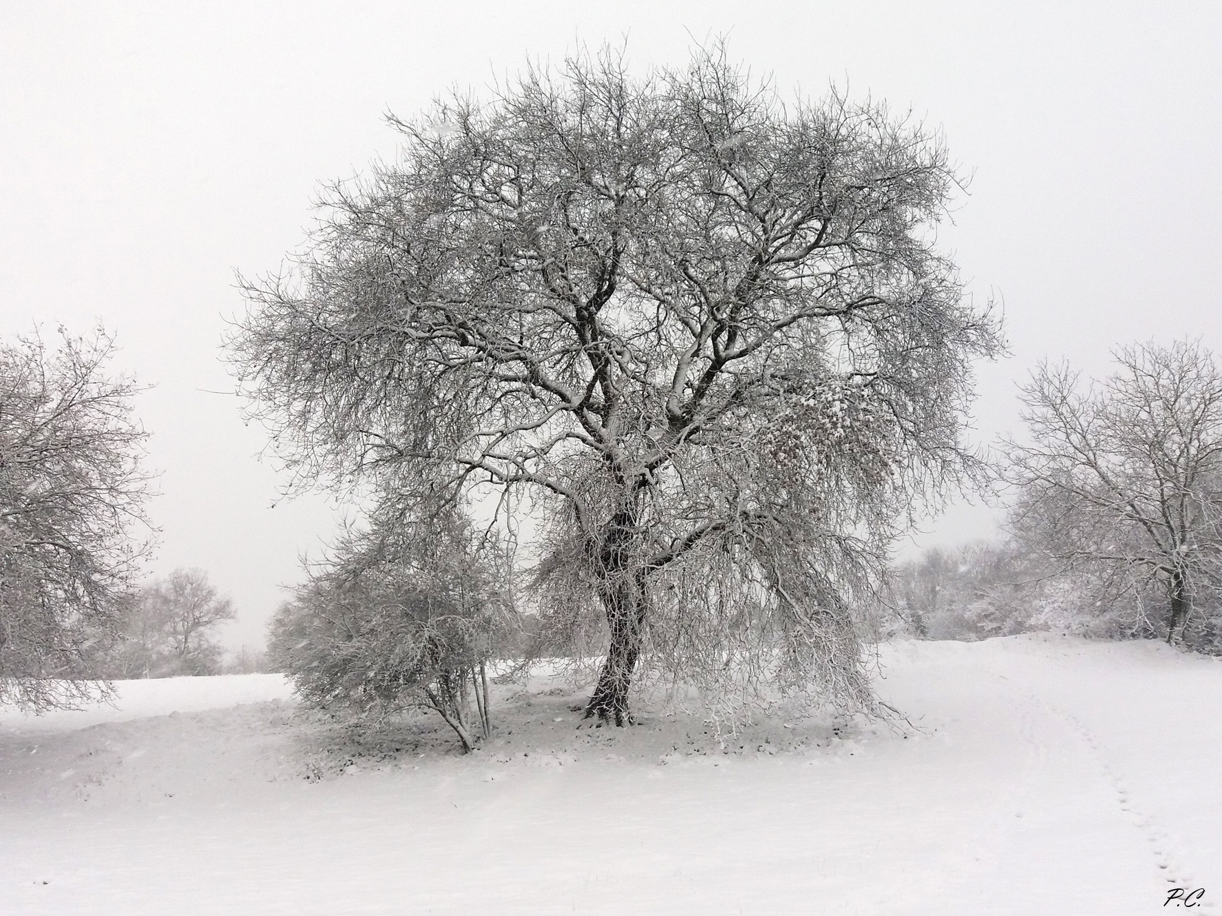 whitewashed tree 1