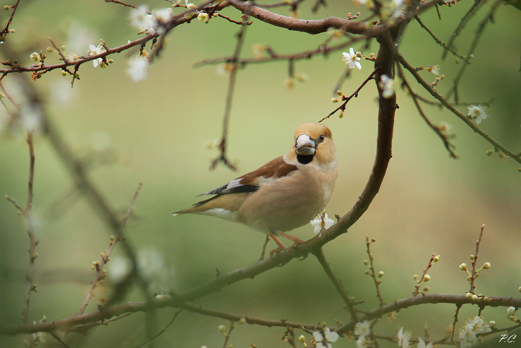 Hawfinch in bloom