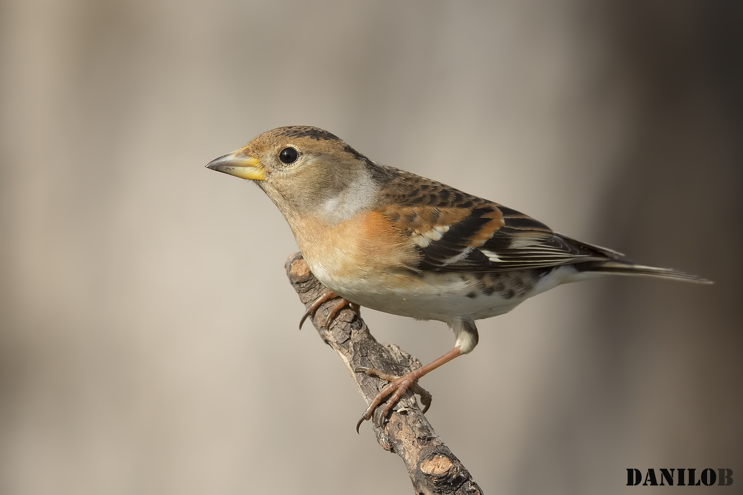 Brambling