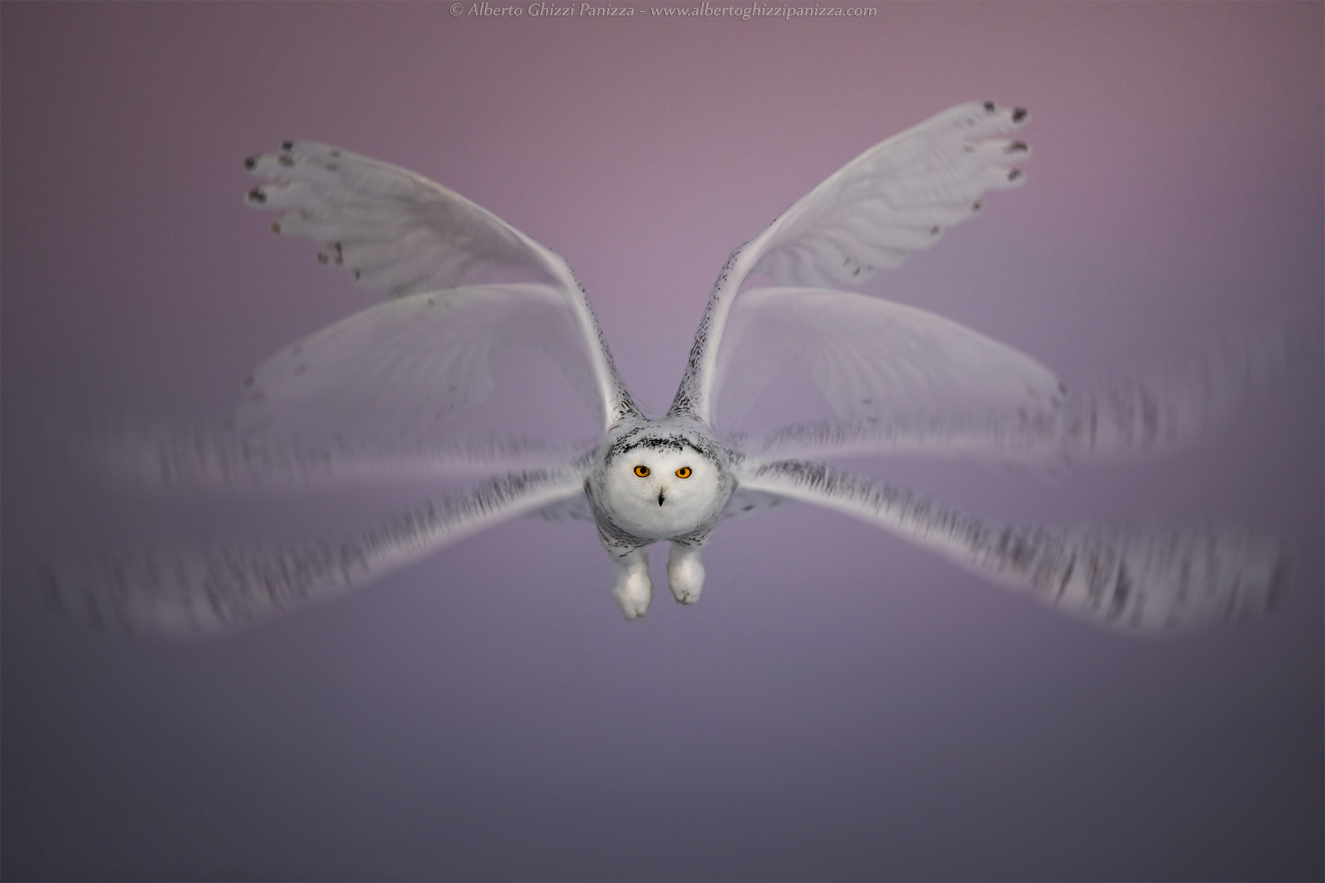 Scienza del movimento del volo del gufo