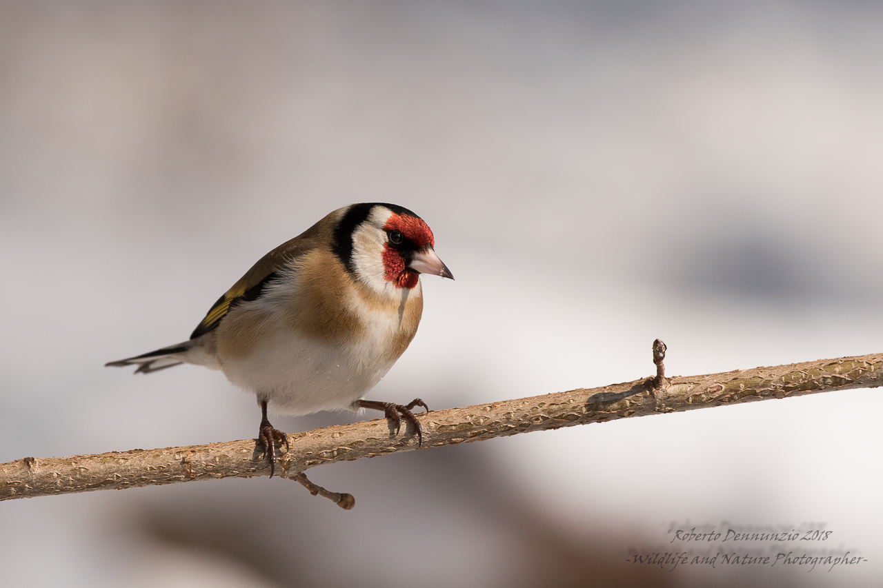 cardellino tra le gemme