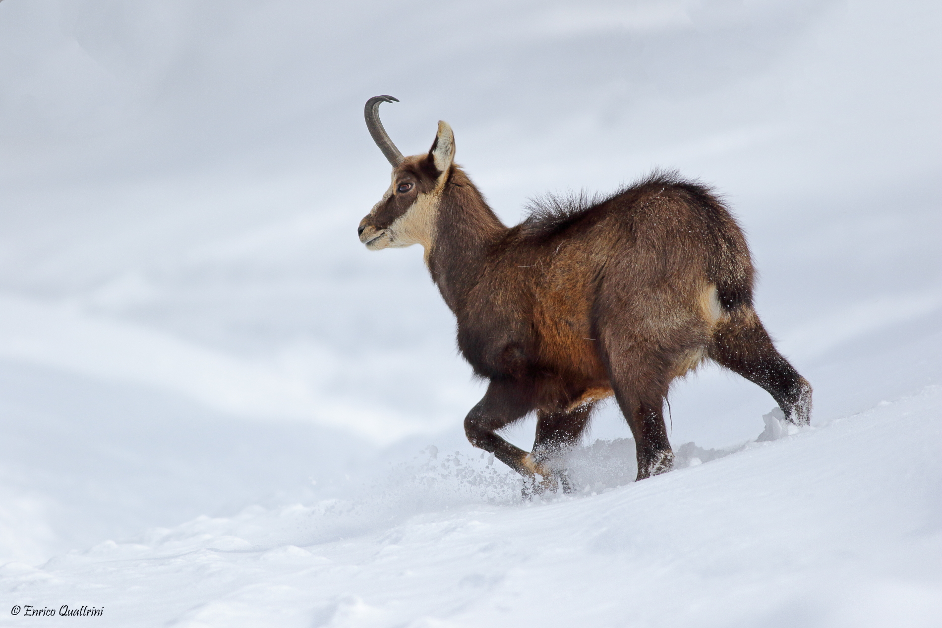 Chamois