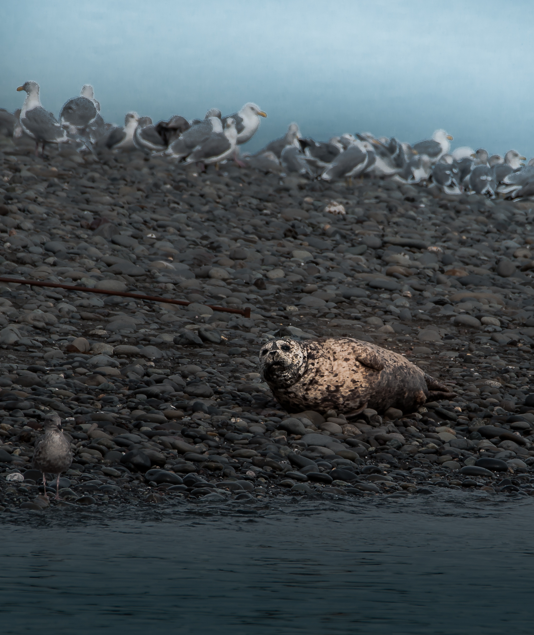 Devo mettermi a dieta...da domani...