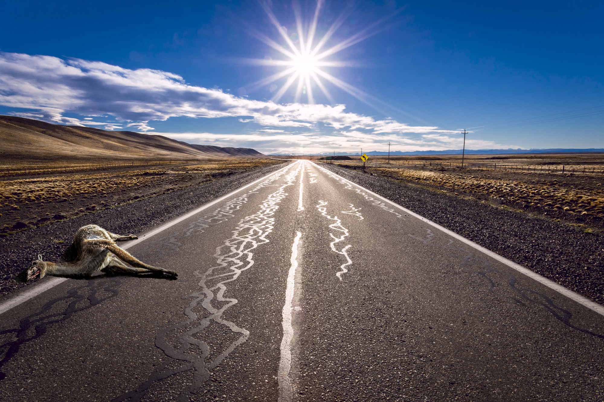 Guanaco investito nella patagonia argentina