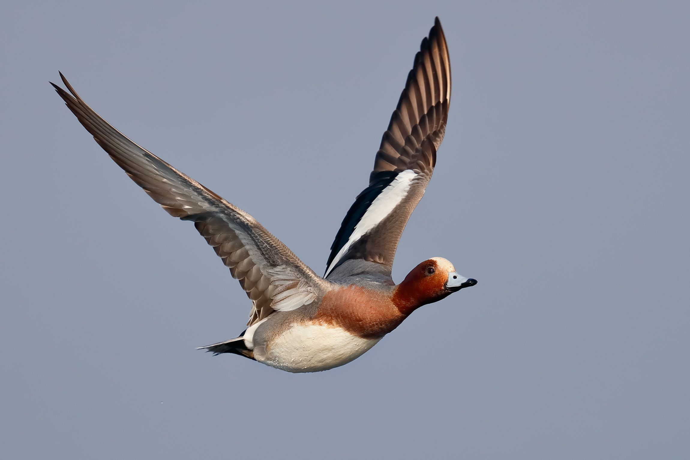 Wigeon