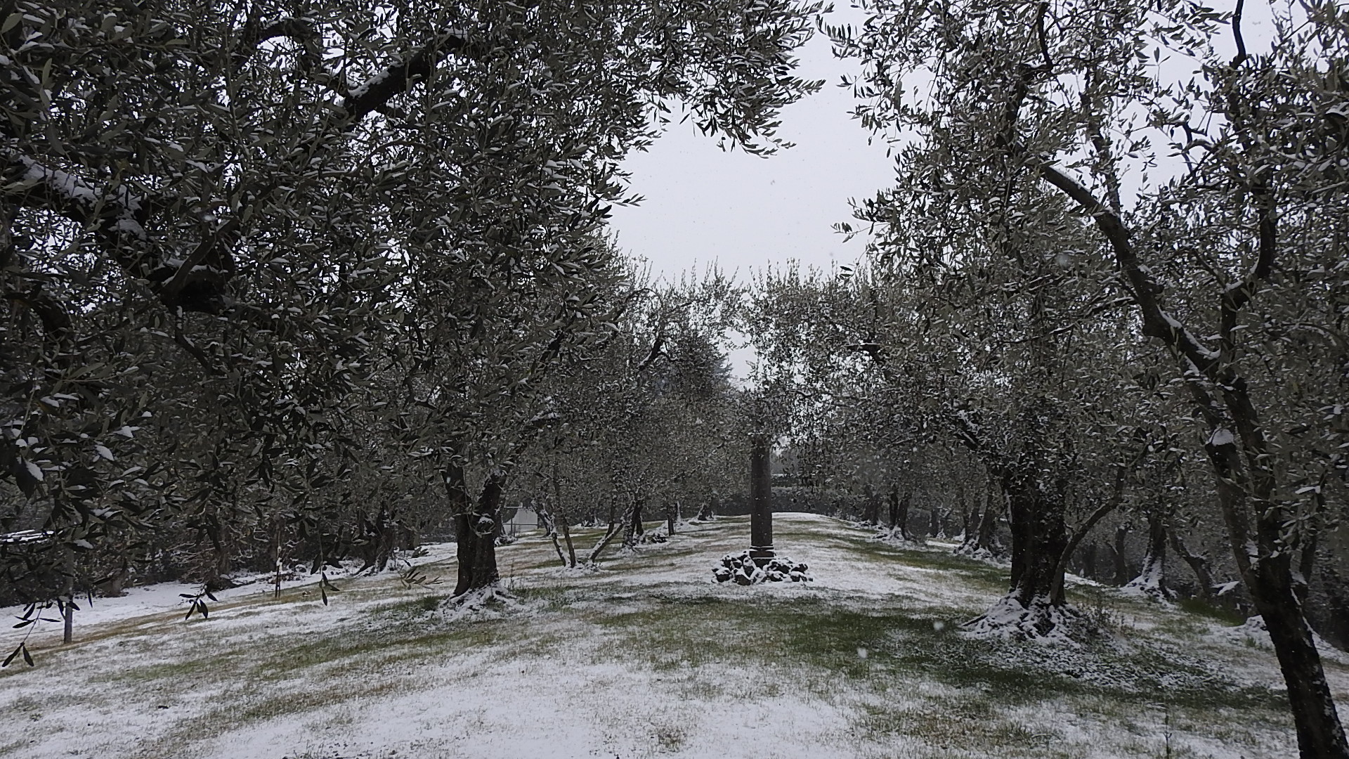 nevicata sull'oliveto