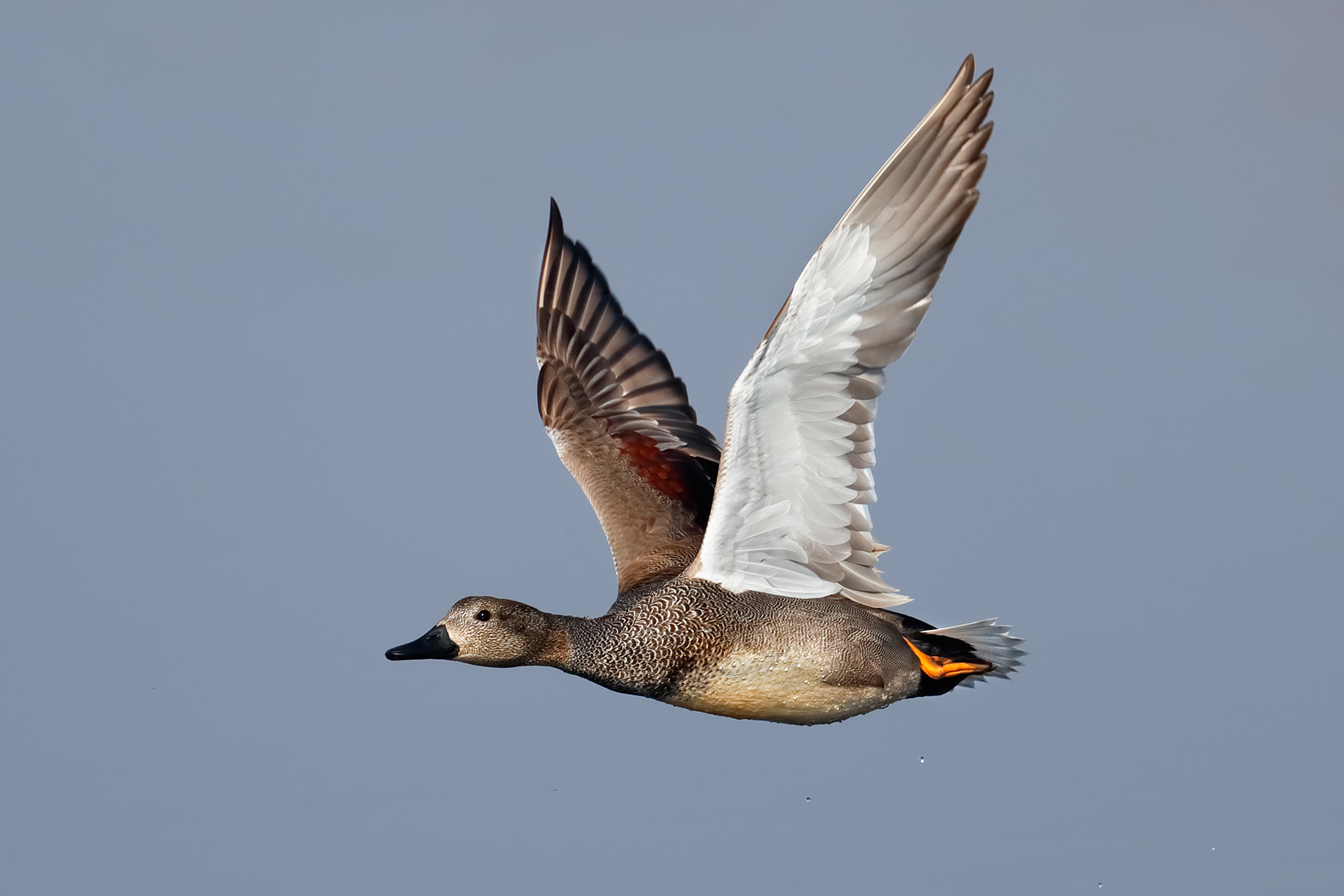 Gadwall