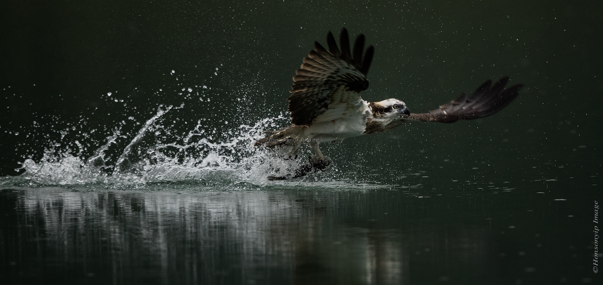 Pandion haliaetus _1