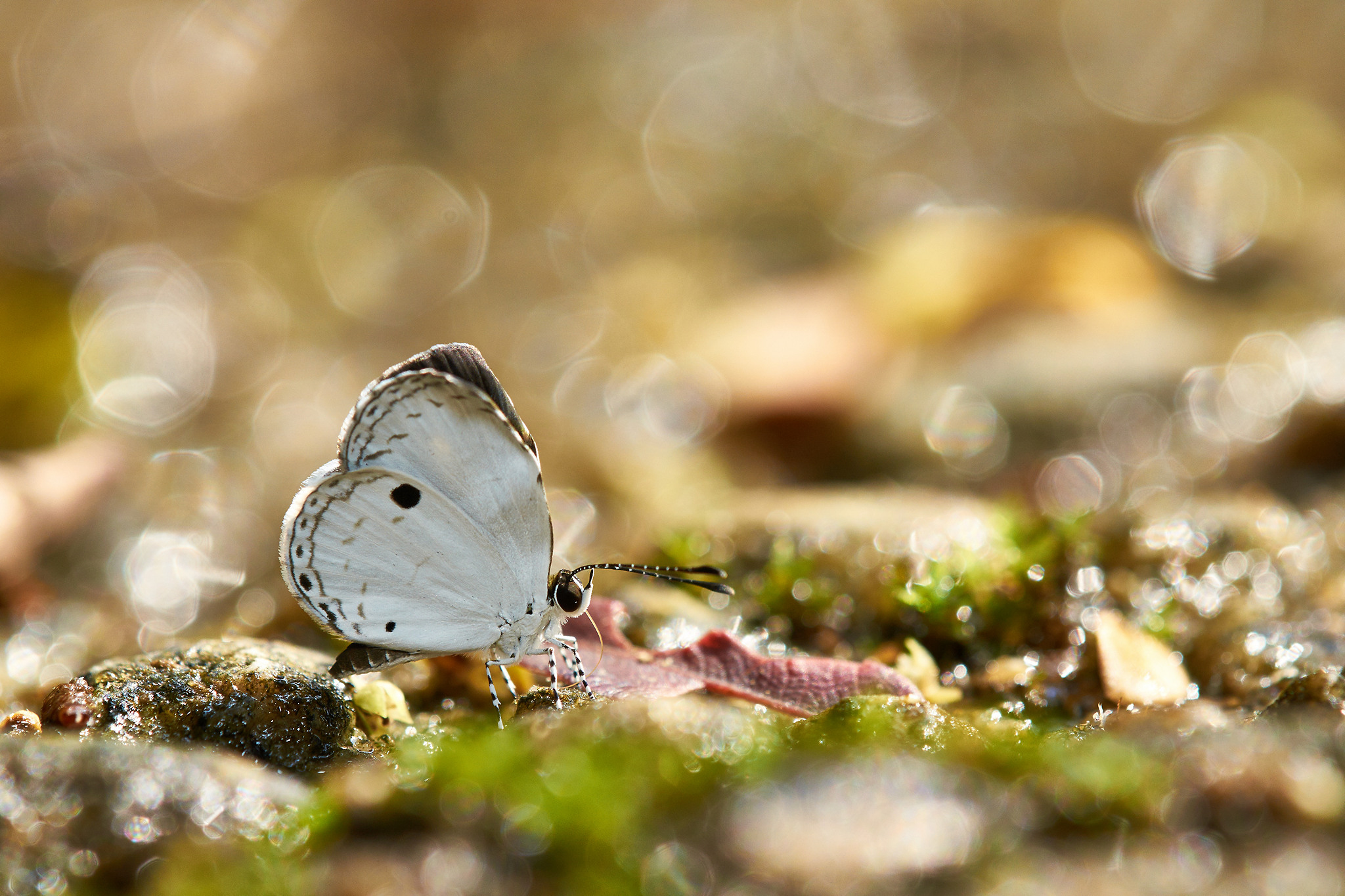 Farfalla in poligono