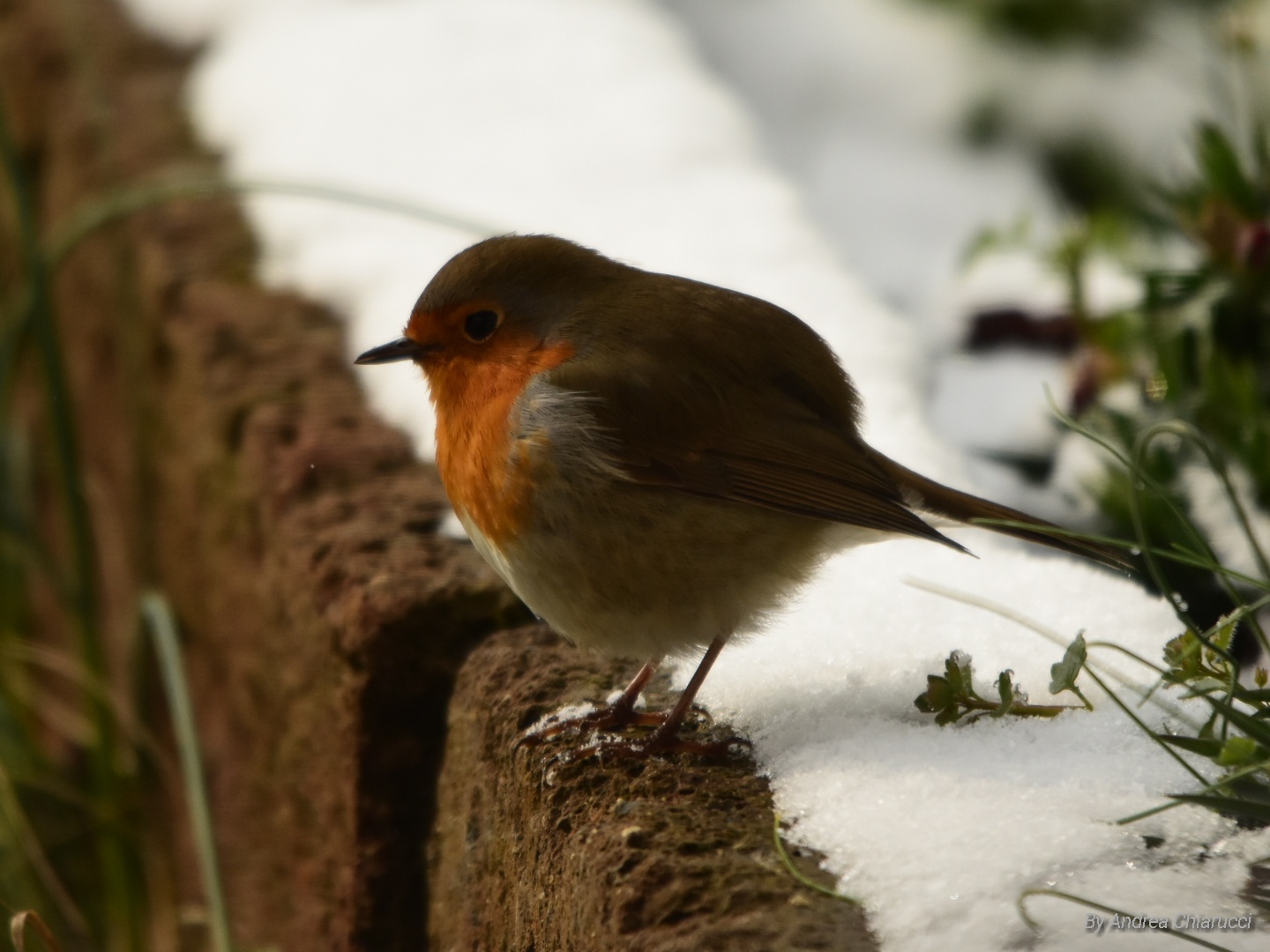 European Robin bird
