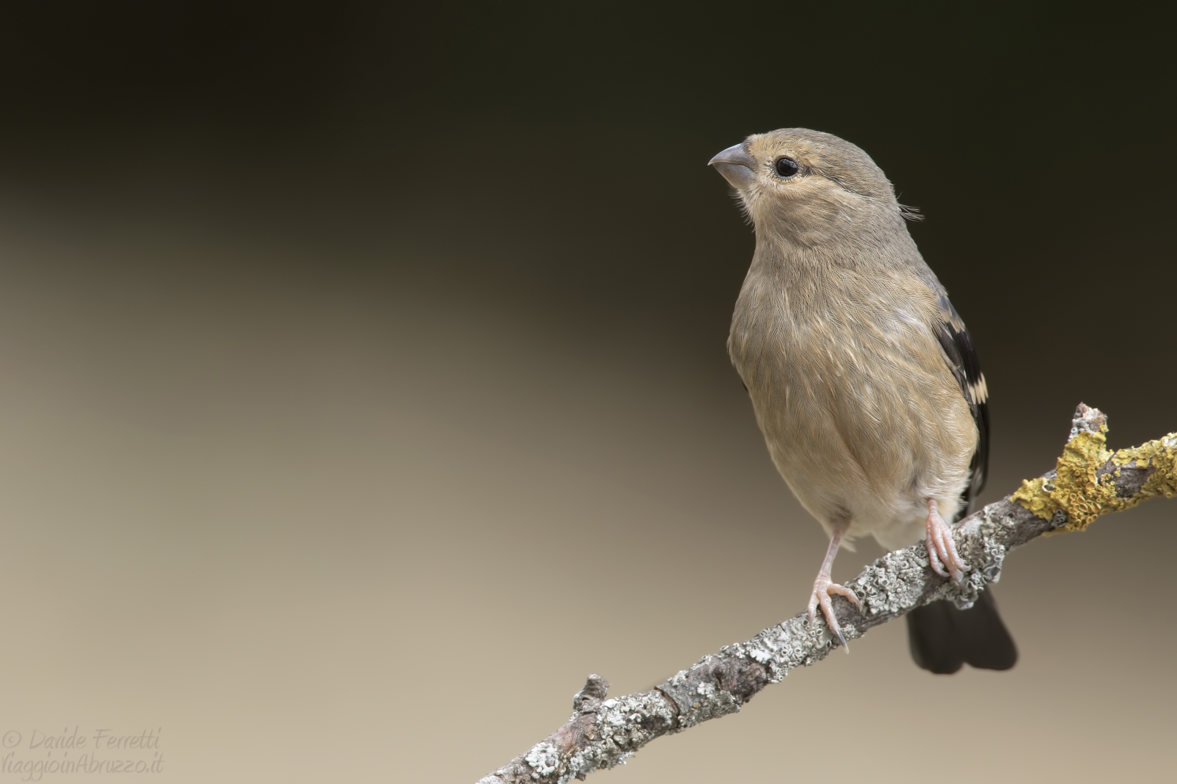 Giovane ciuffolotto (Eurasian Bullfinch)