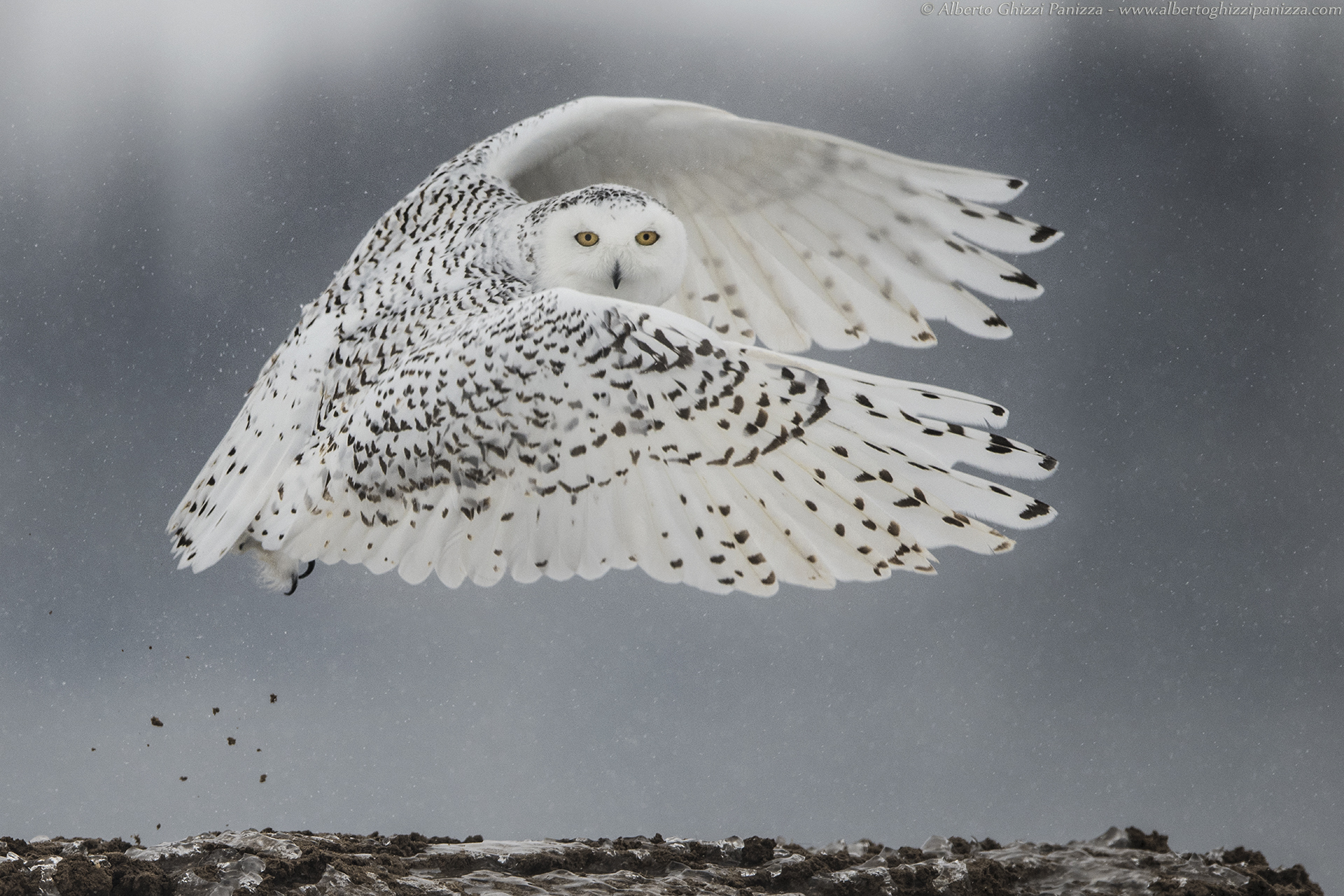 A look between the wings