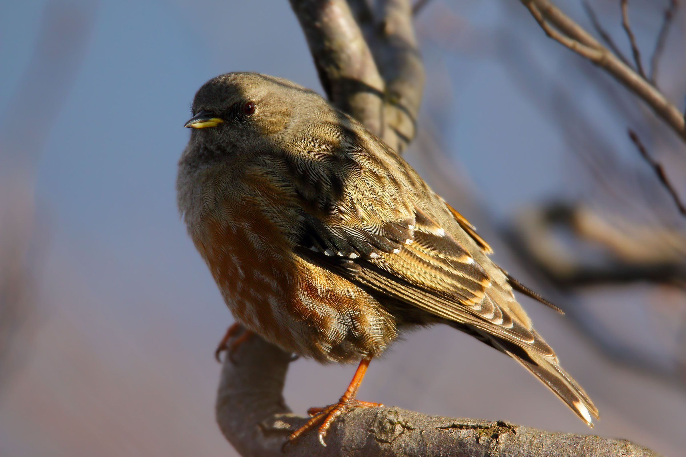 the look of the fighter ....