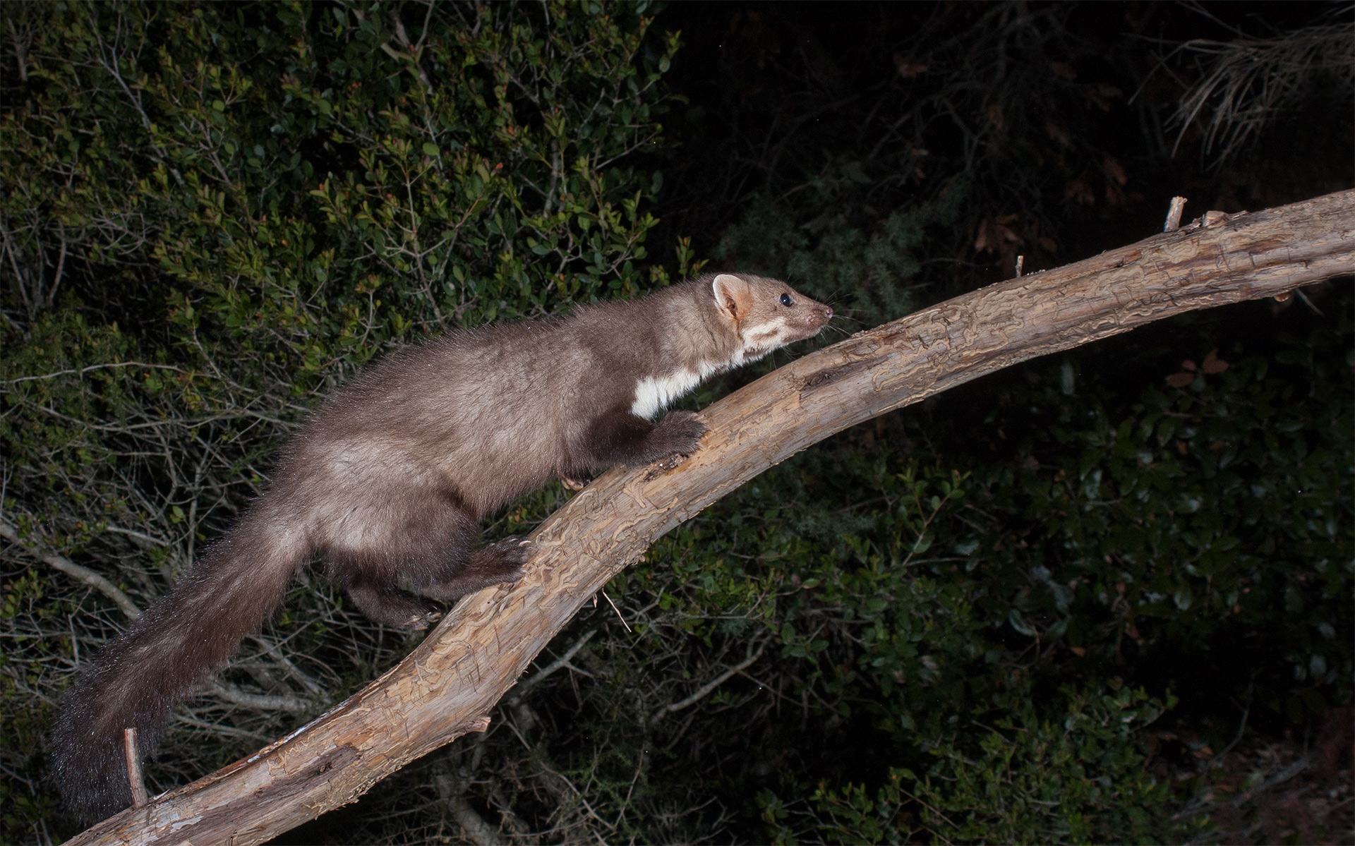 I will soon be on top! - Faina (M) - Umbria