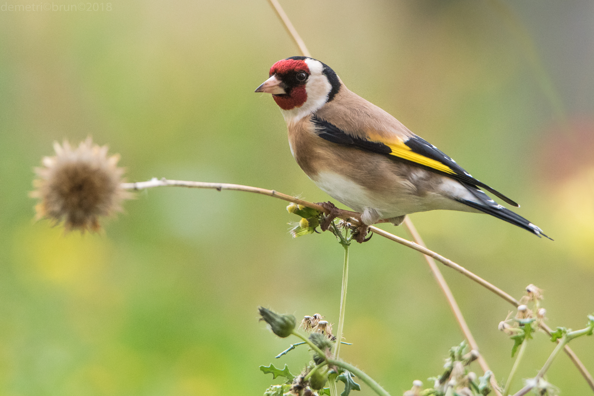 Goldfinch