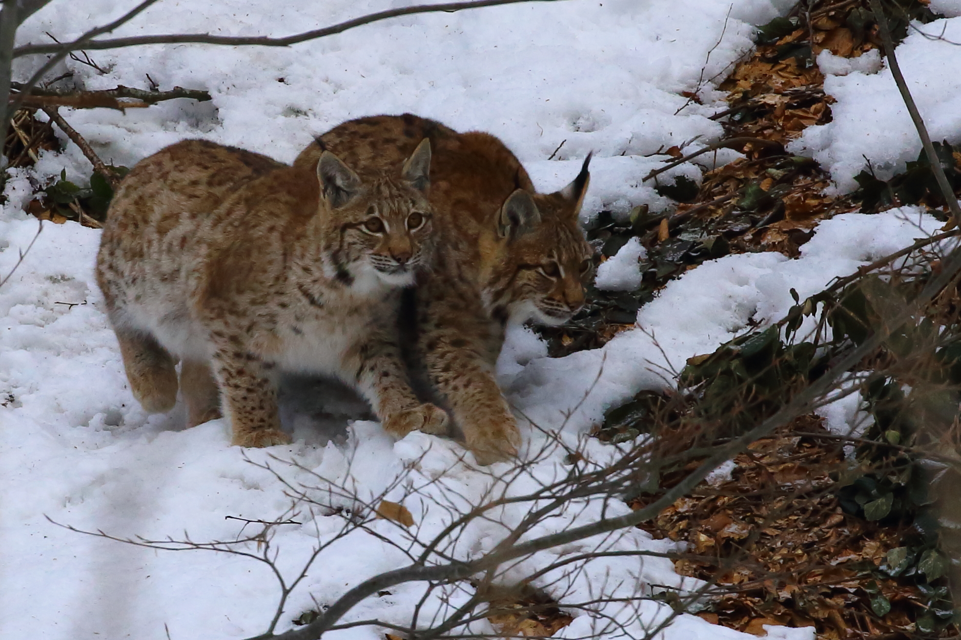 Cicci' e Coco'a spasso