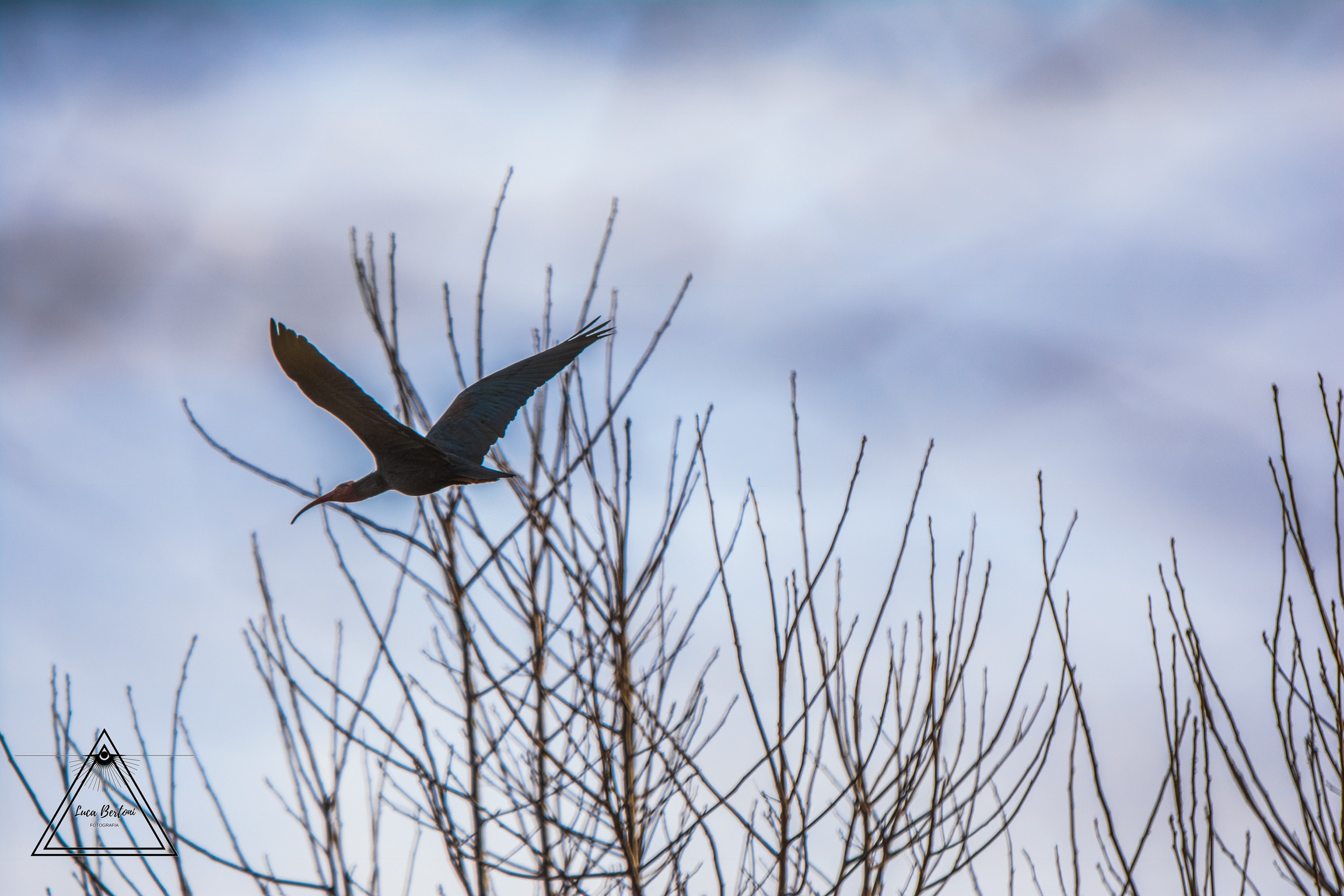 The flight of the ibis