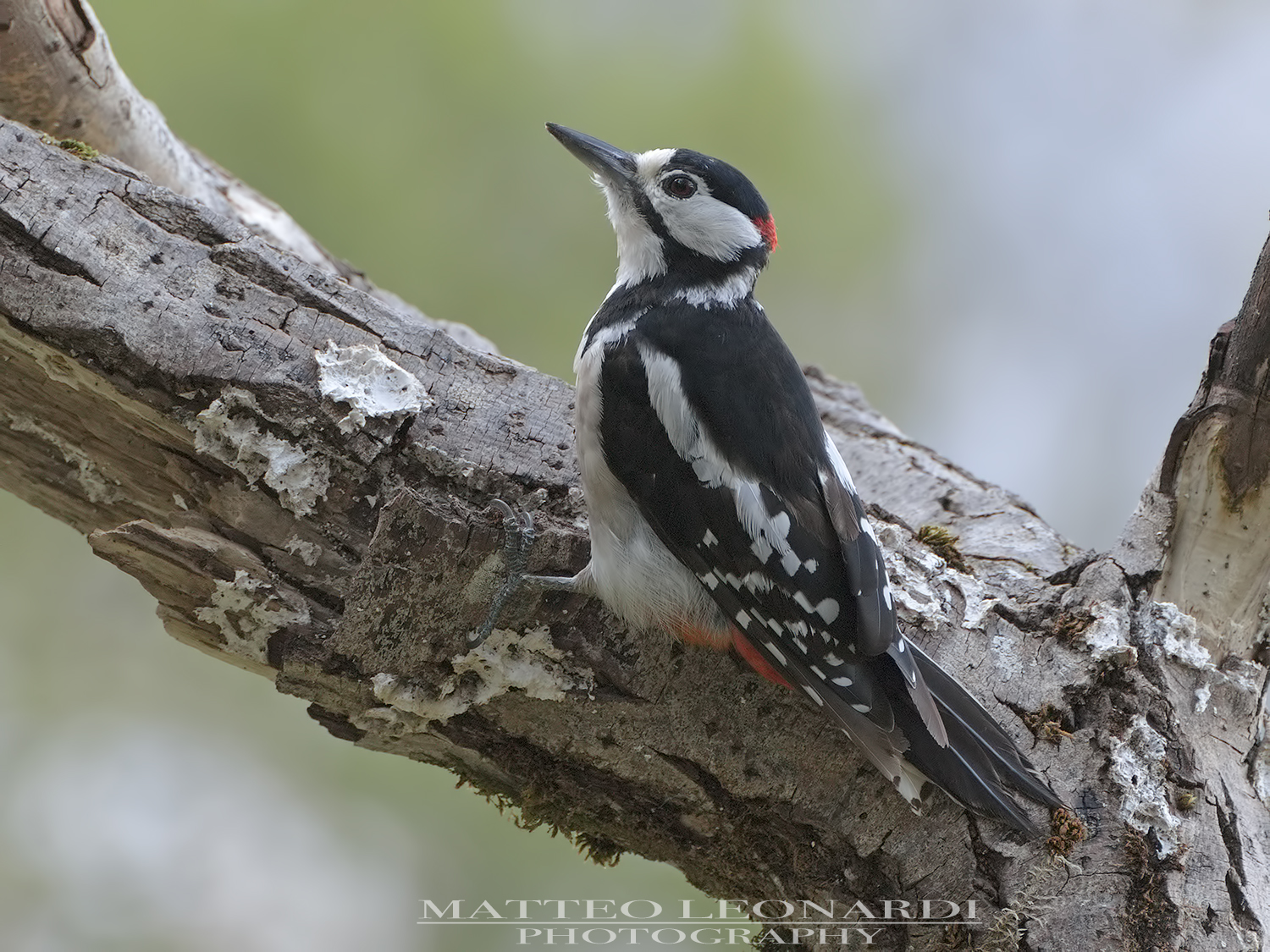 Great Spotted Woodpecker - Apuan Alps