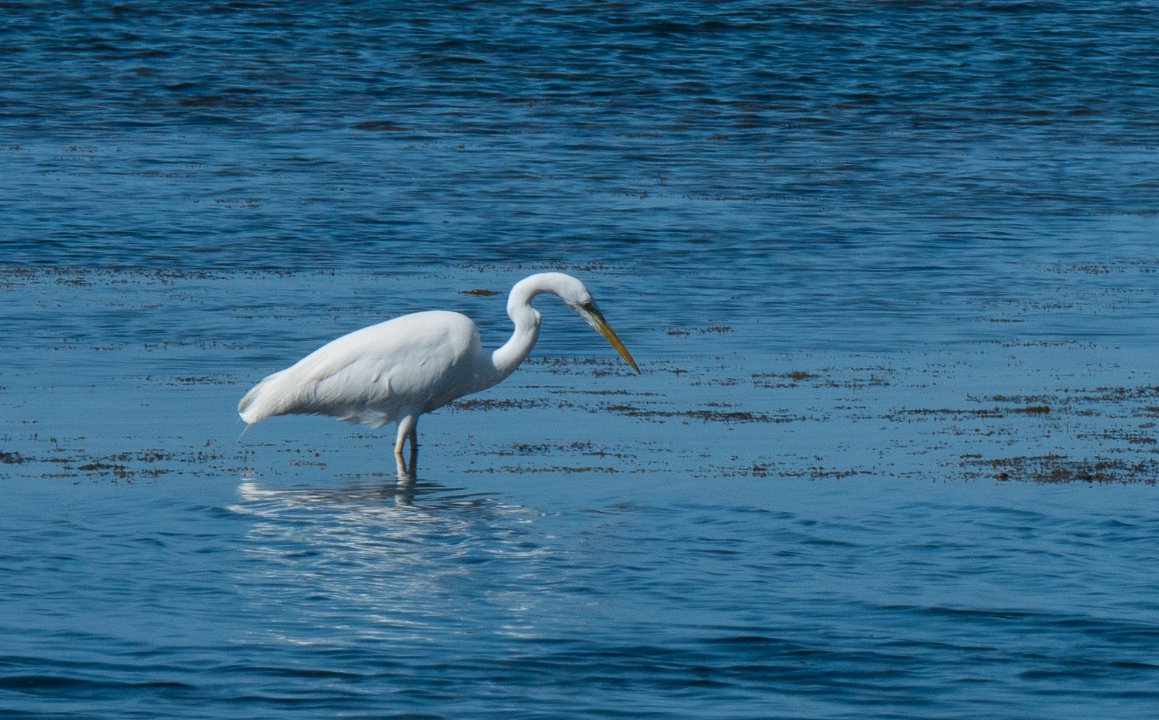 great white heron (Trapani)
