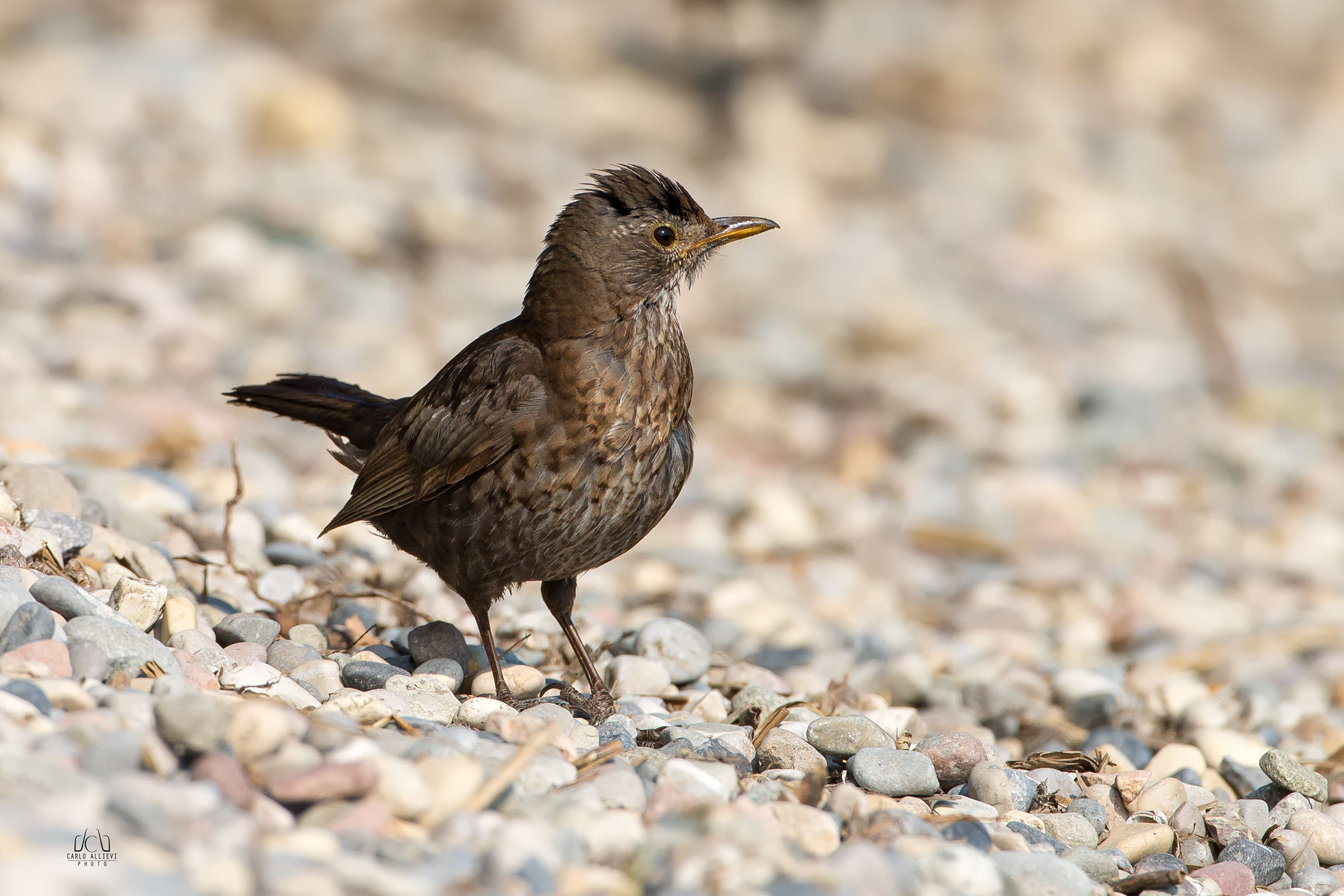 Blackbird (Female)