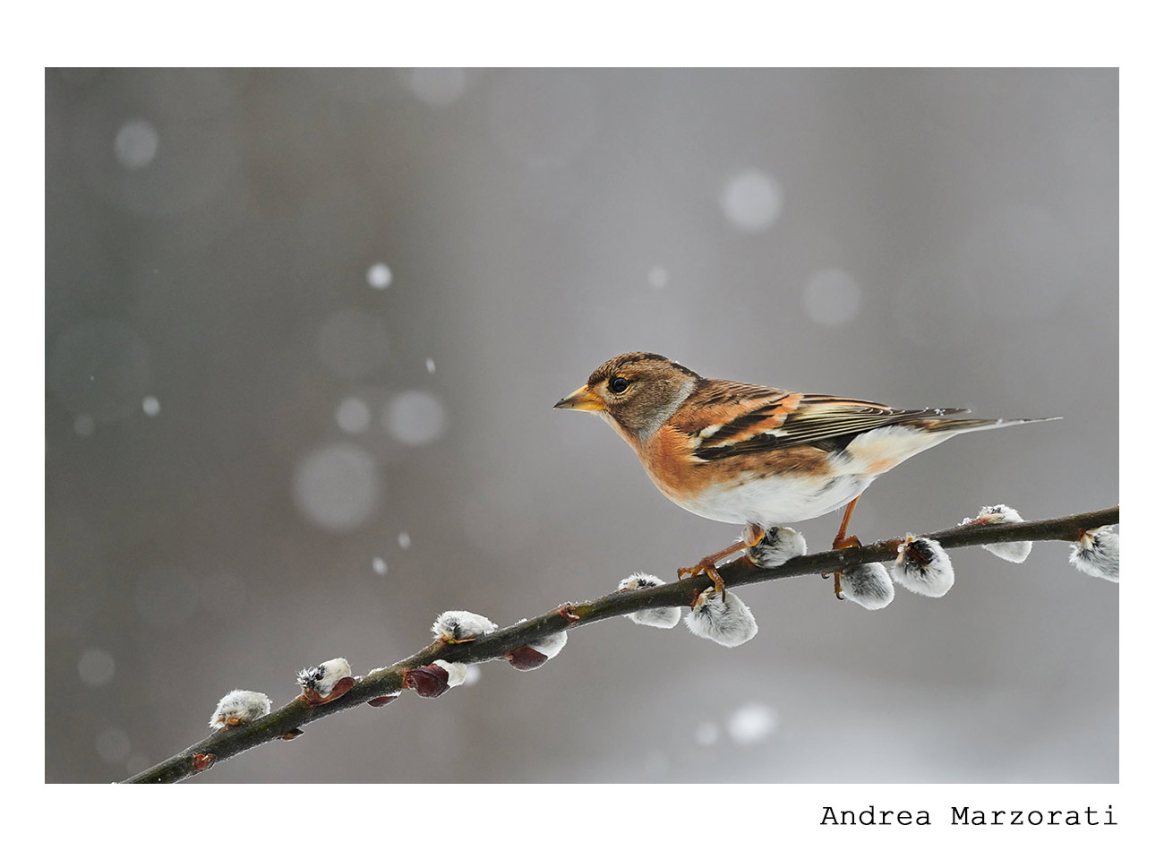 Brambling