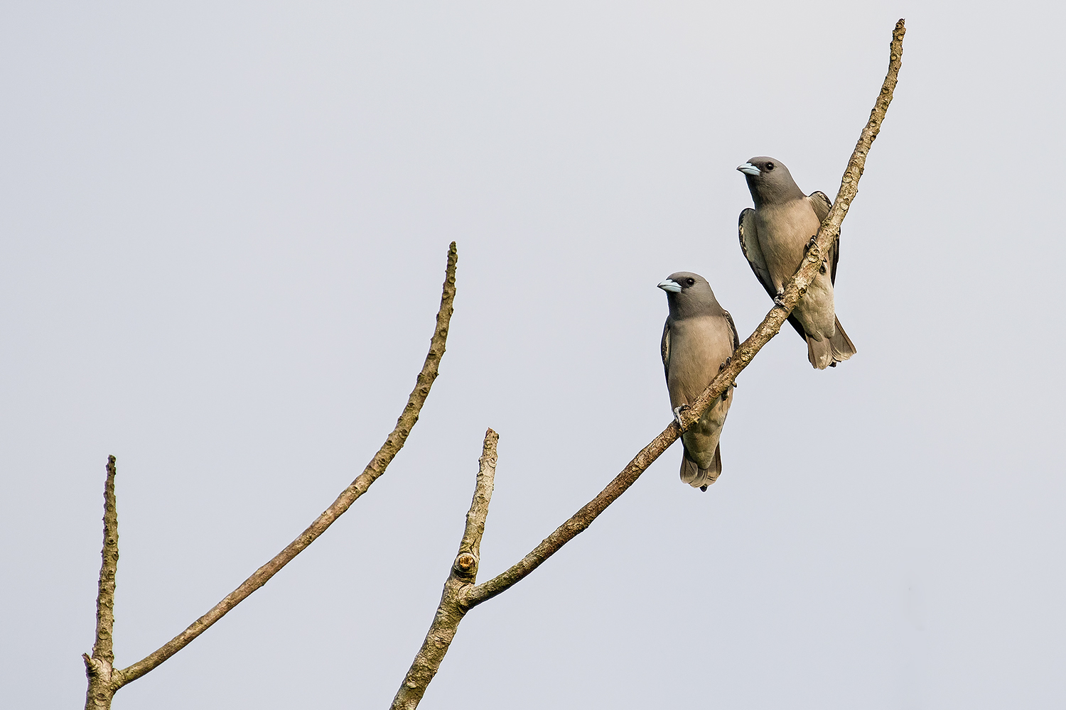 Ashy Woodswallow