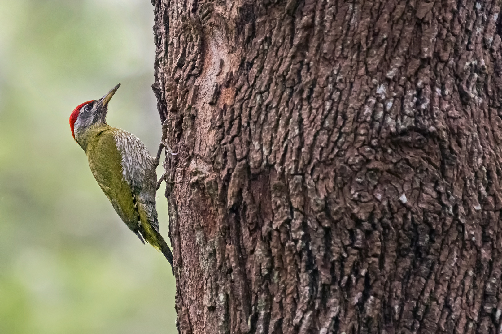 Streak-throated Woodpecker