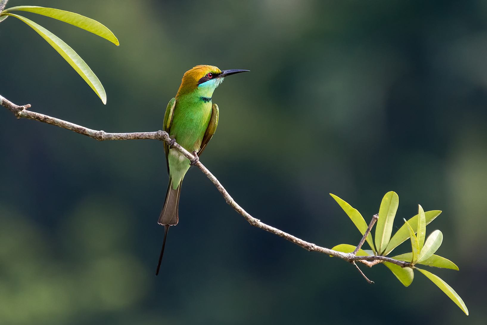 Green Bee-eater
