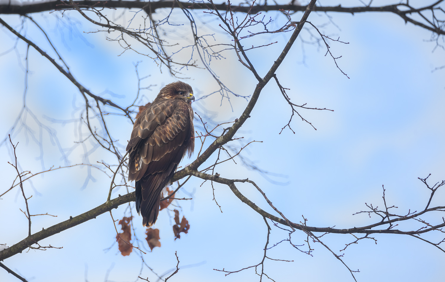 Buzzard