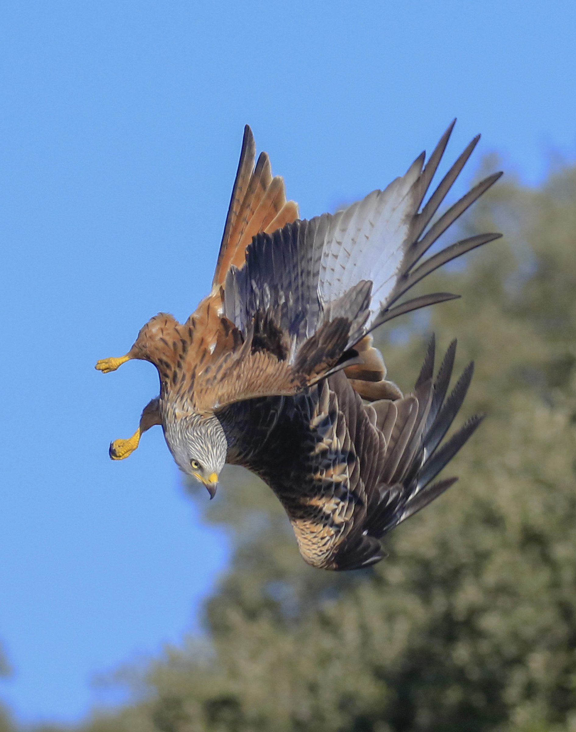 red kite, beaten and tacked