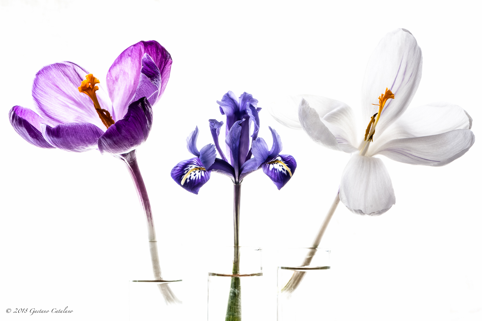 Find the intruder...