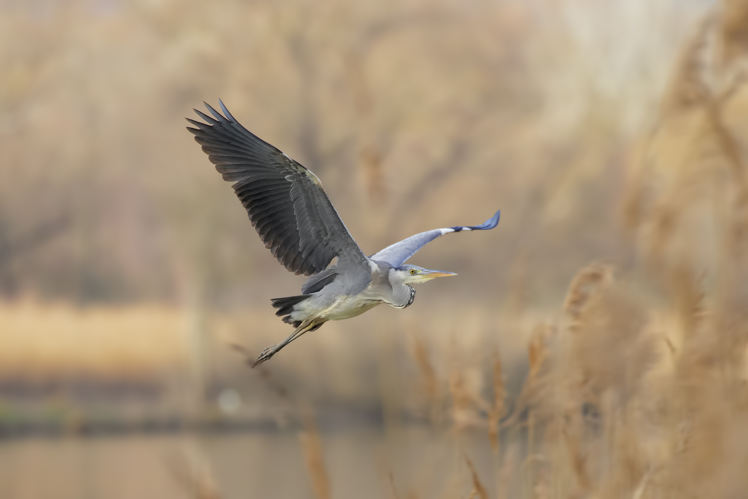Gray Fly In Flight